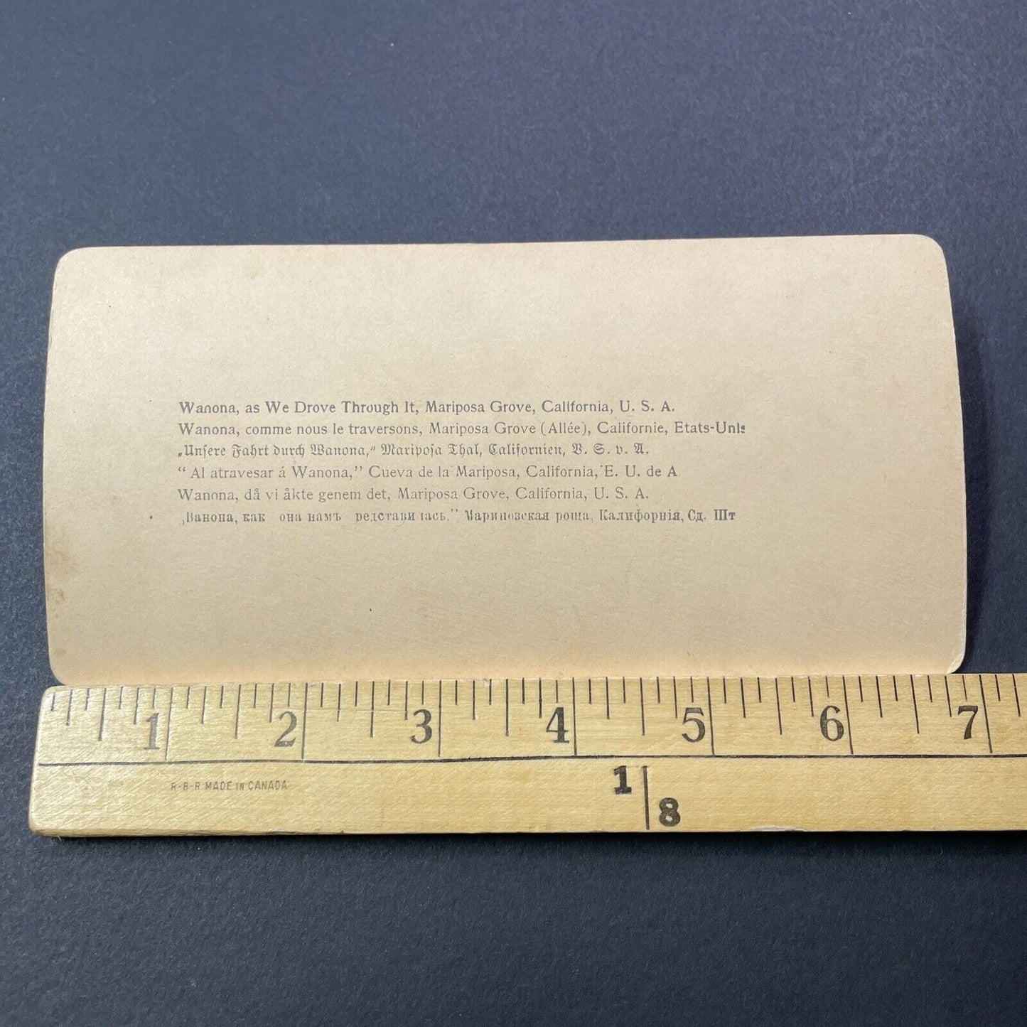 Antique 1894 Horse & Buggy Drive Through Giant Tree Stereoview Photo Card V3289