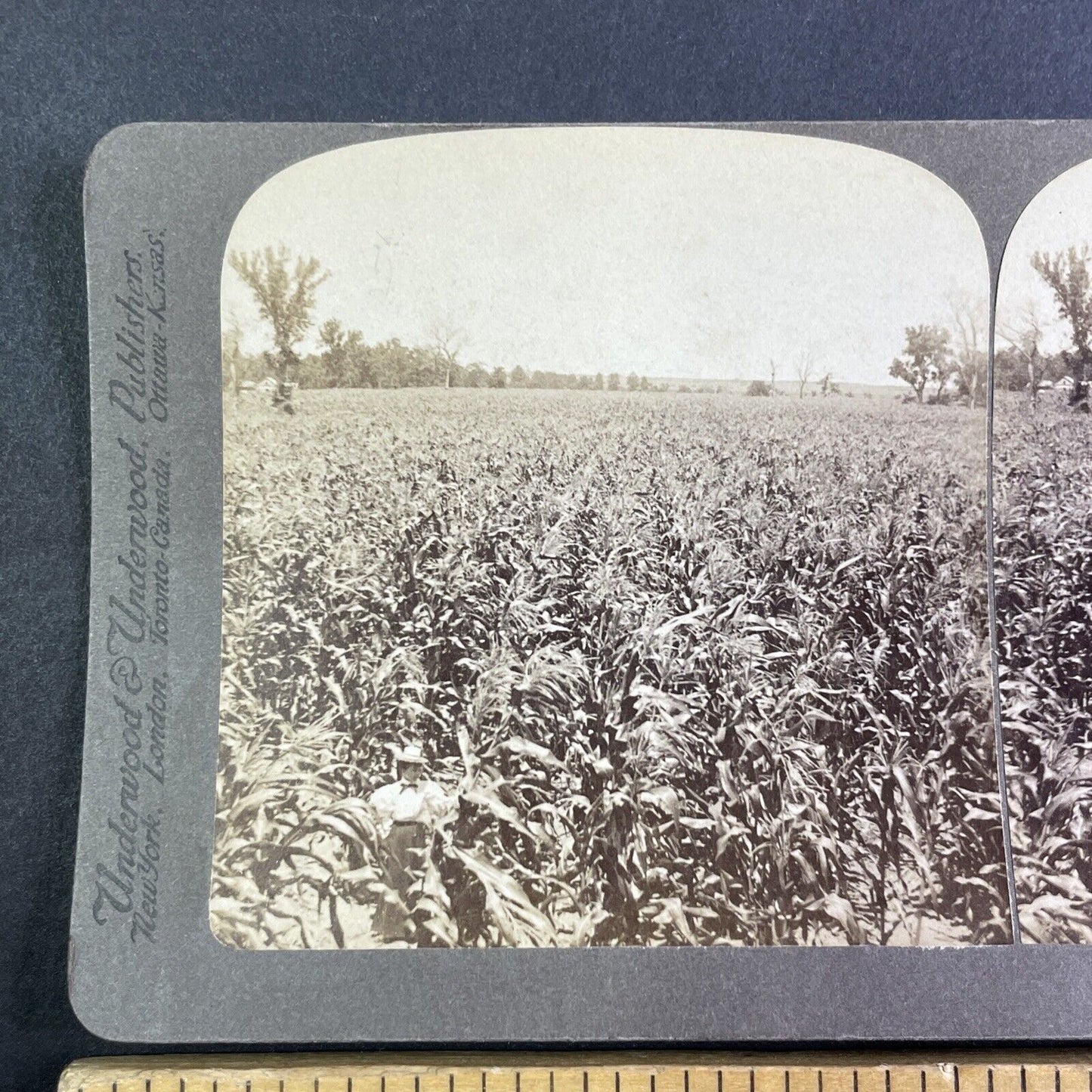 Corn Field near Manhattan Kansas Stereoview Strohmeyer Antique c1897 Y1167