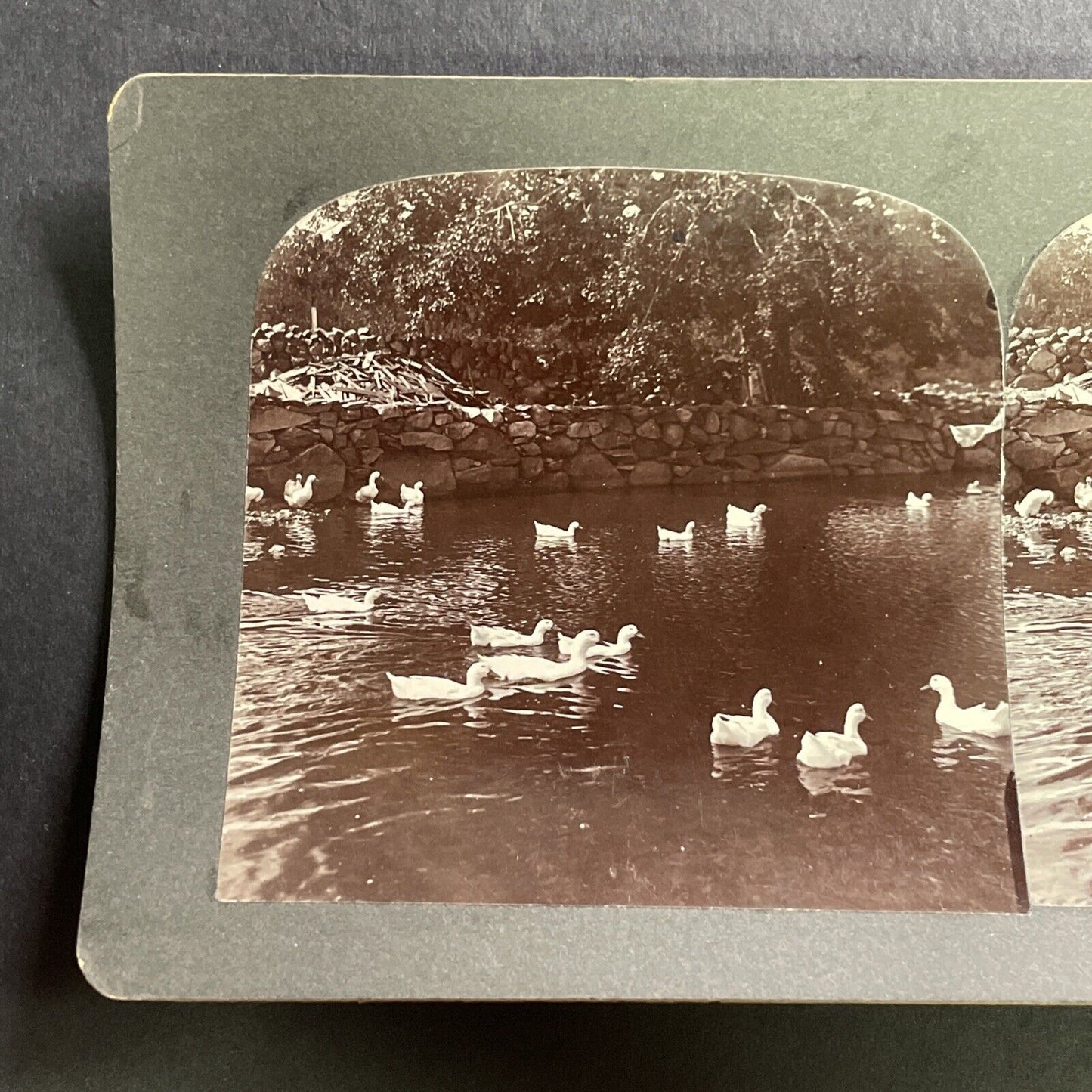 Antique 1890s Snow Geese In Weston Massachusetts Stereoview Photo Card P1564