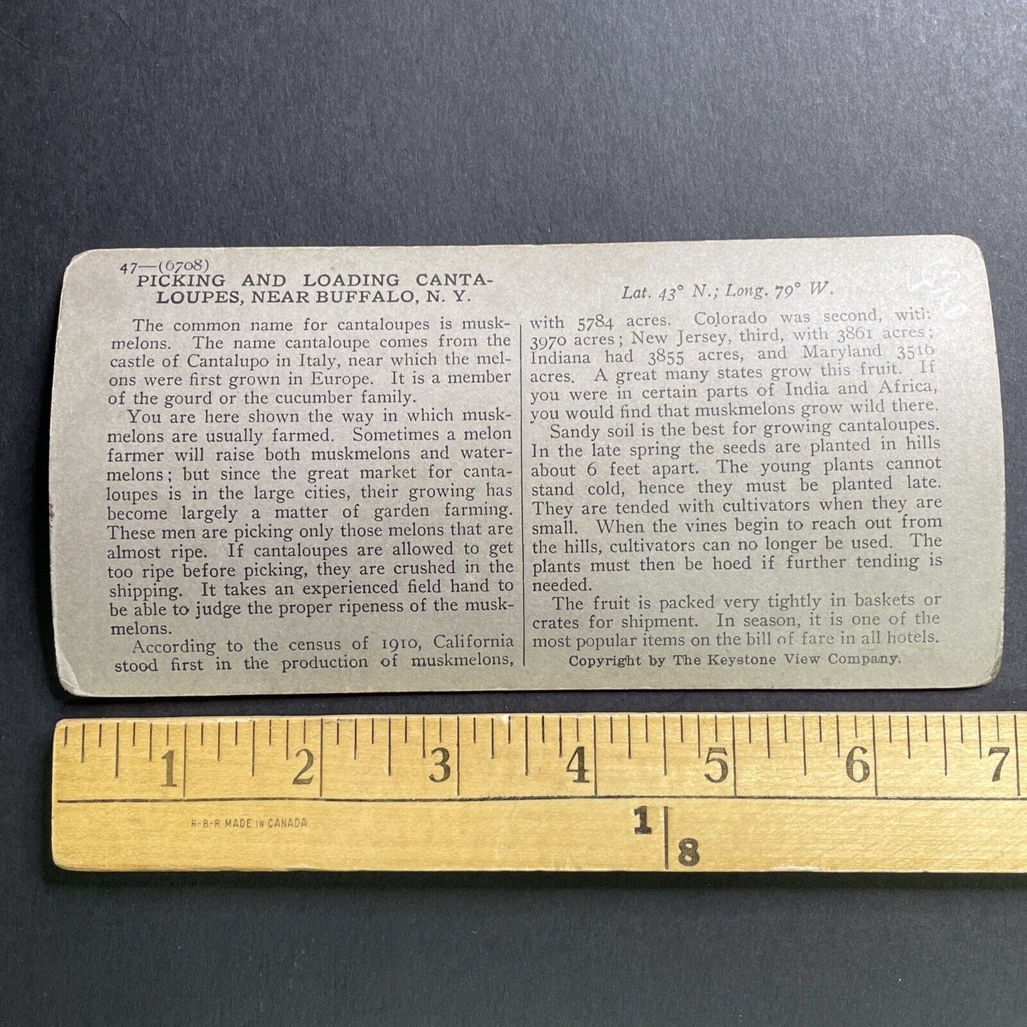 Antique 1911 Cantaloupe Farm In Buffalo New York Stereoview Photo Card P1627