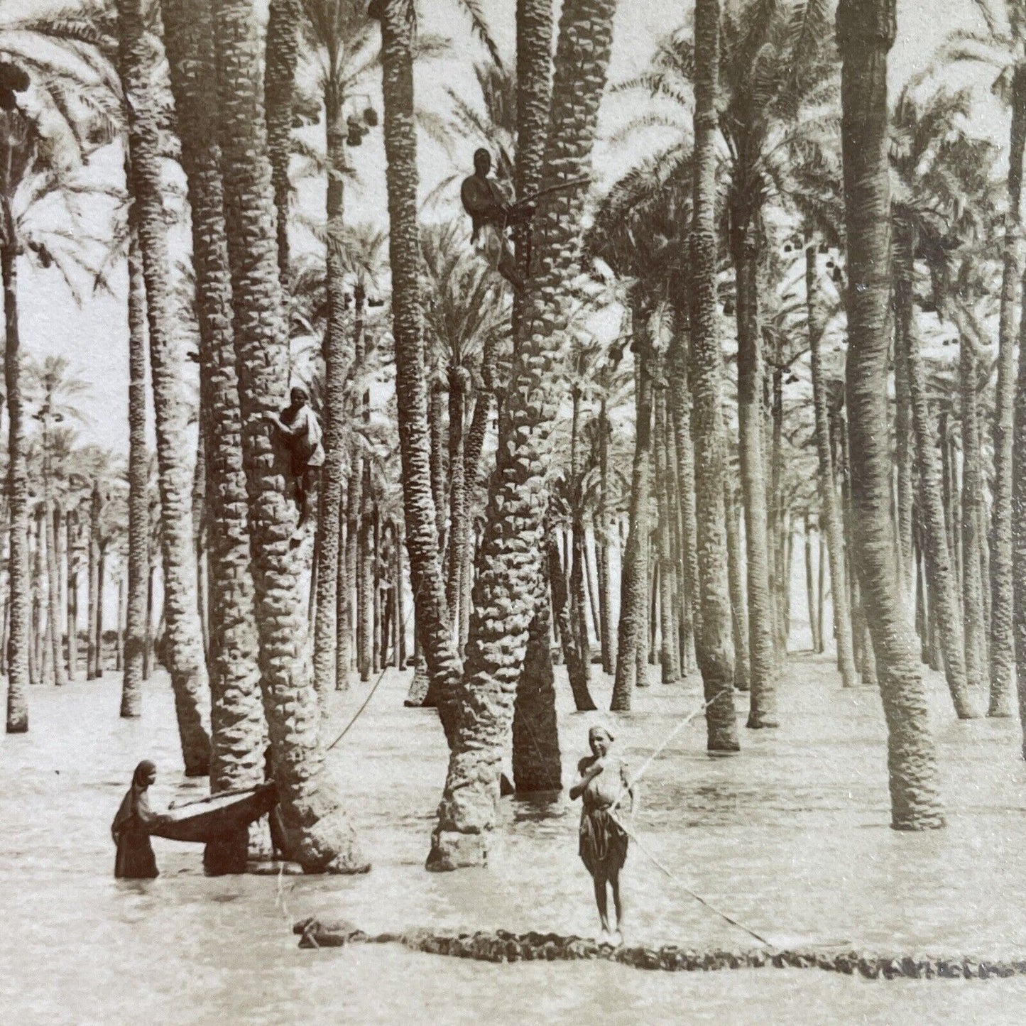 Antique 1898 The Great Nile Flood Of '98 Egypt Stereoview Photo Card P3821