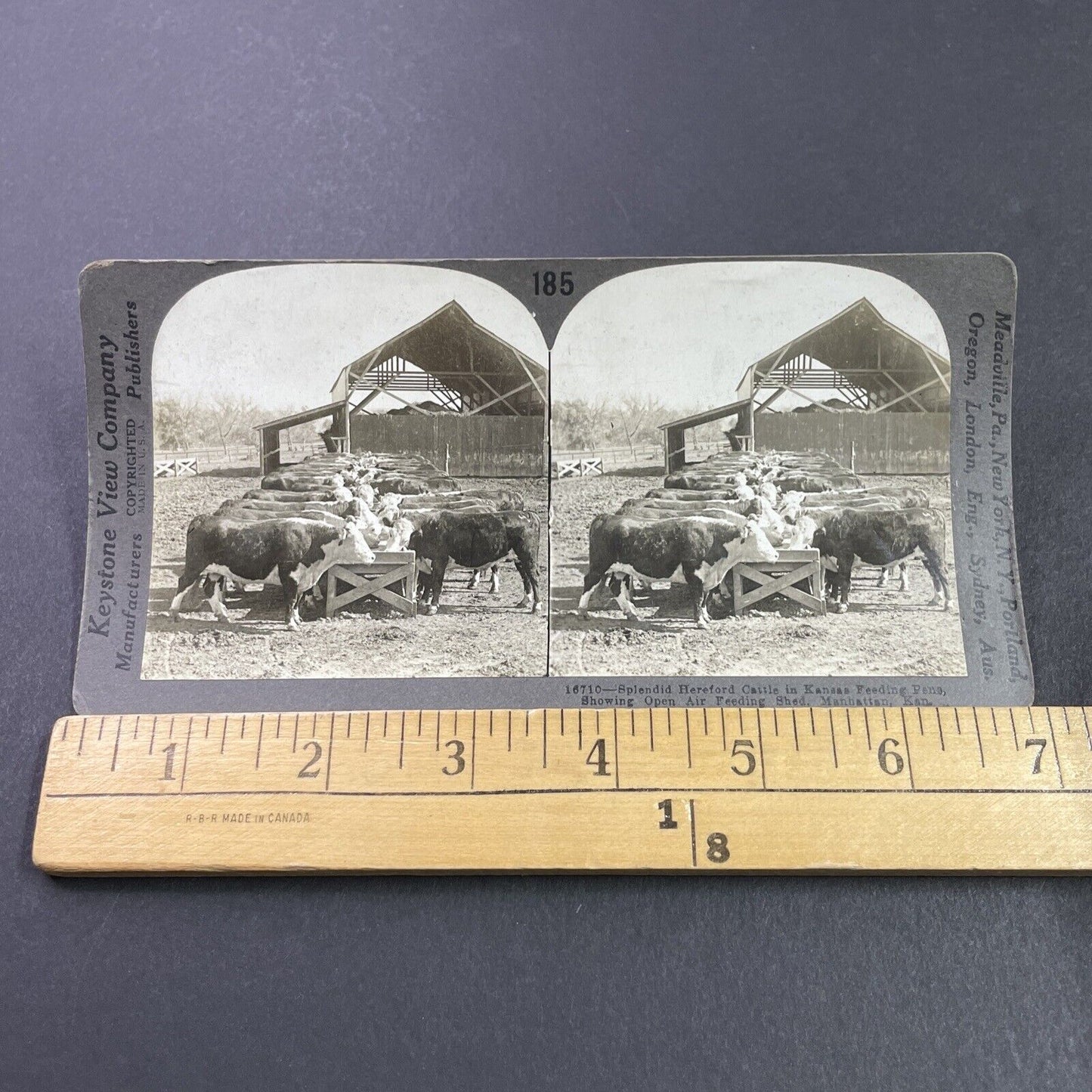 Antique 1920s Cattle At Feed Trough Manhattan Kansas Stereoview Photo Card P3677
