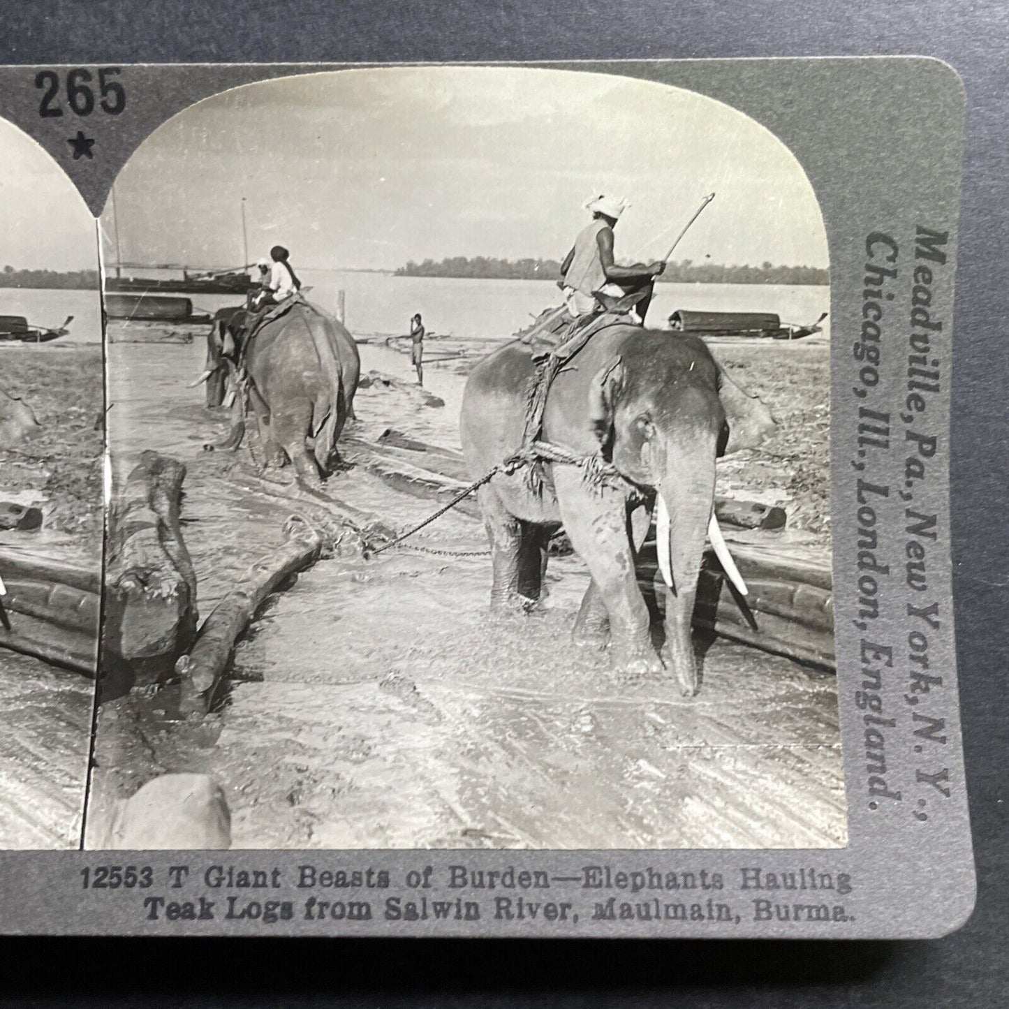 Antique 1918 Elephants Used For Logging Mawlamyine Stereoview Photo Card P1467