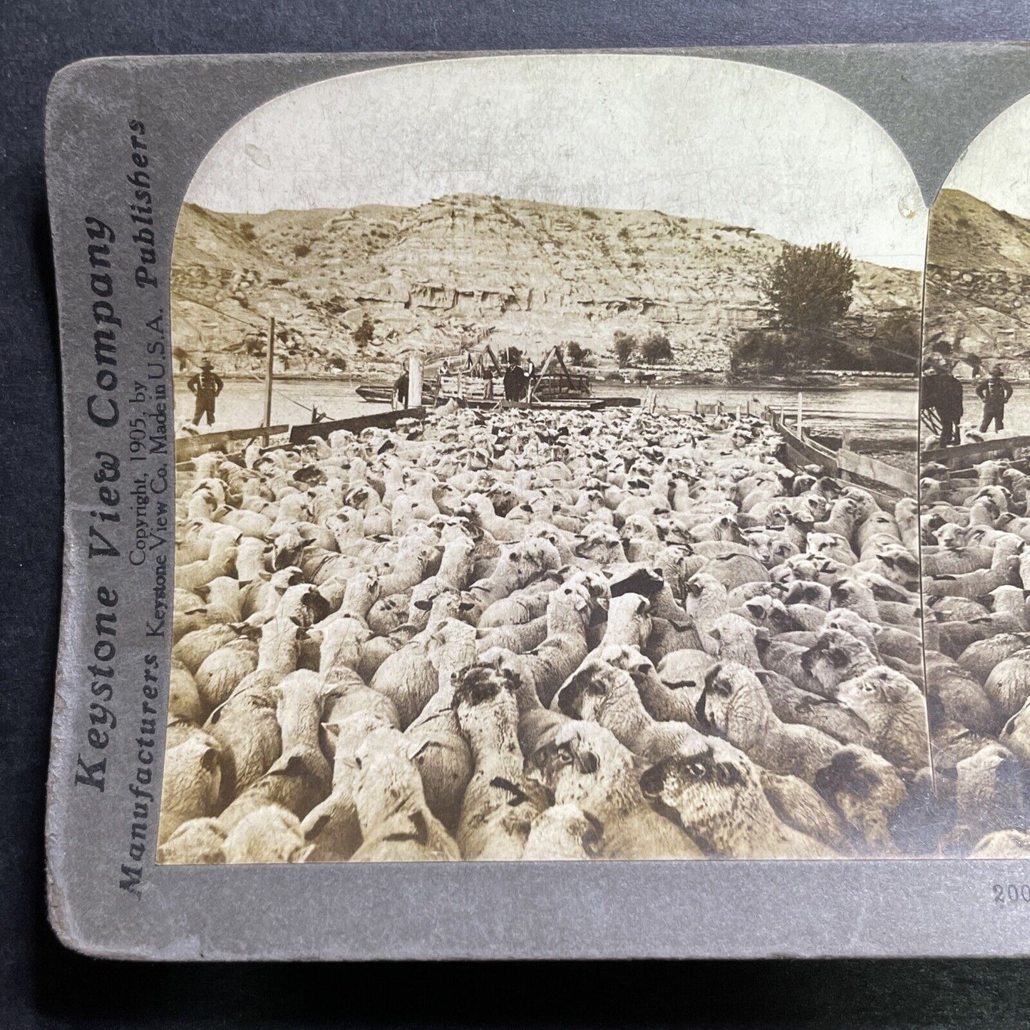 Antique 1905 Cowboys Herd Sheep In Montana Stereoview Photo Card P1270