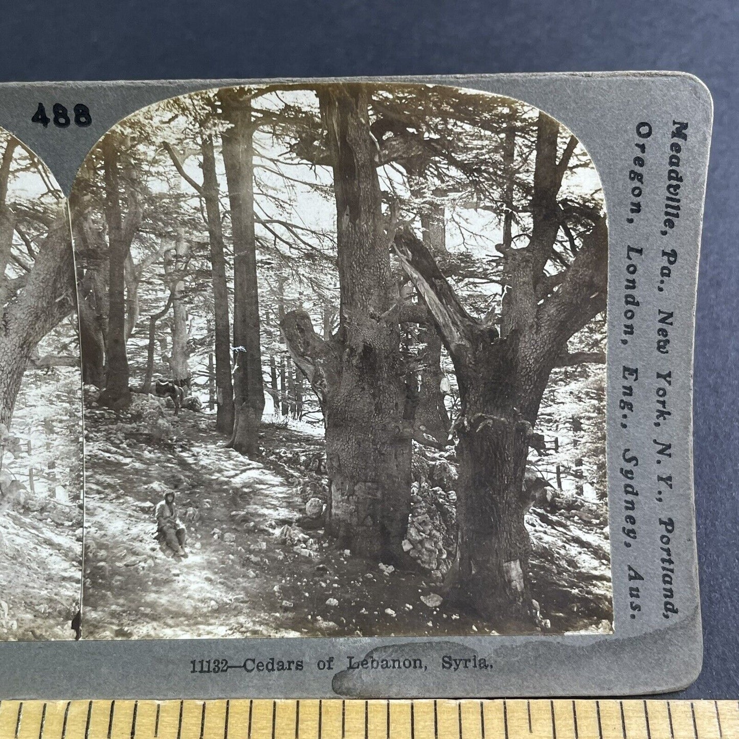Antique 1900 Giant Cedar Trees Near Beirut Lebanon Stereoview Photo Card P2225