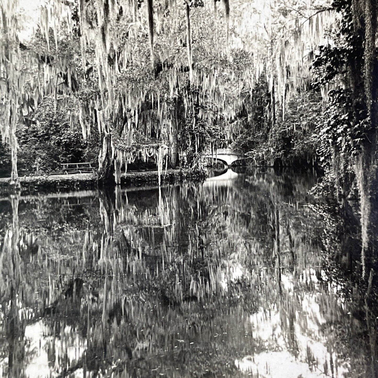 Magnolia Gardens in Charleston South Carolina Stereoview Antique c1910 Y1177