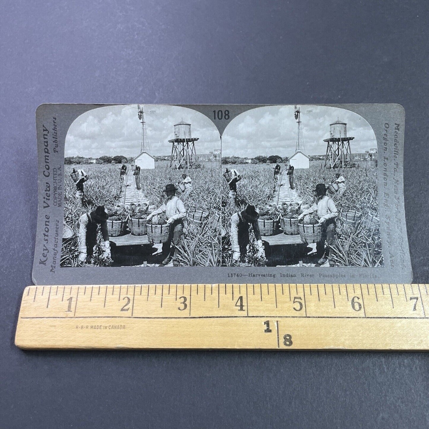 Antique 1920s Pineapple Farm In Palm Beach Florida Stereoview Photo Card P3672