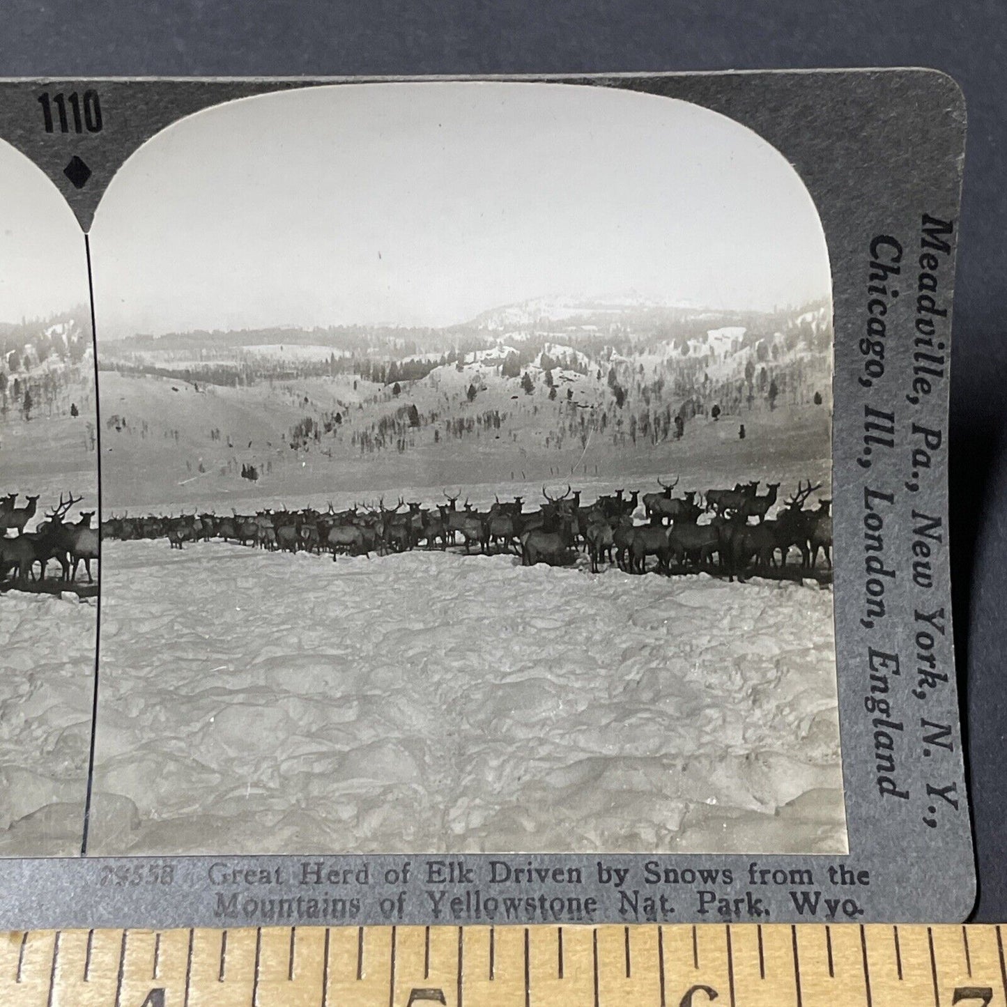 Antique 1910s Herd Of Elk In Deep Snow Wyoming Stereoview Photo Card V2657
