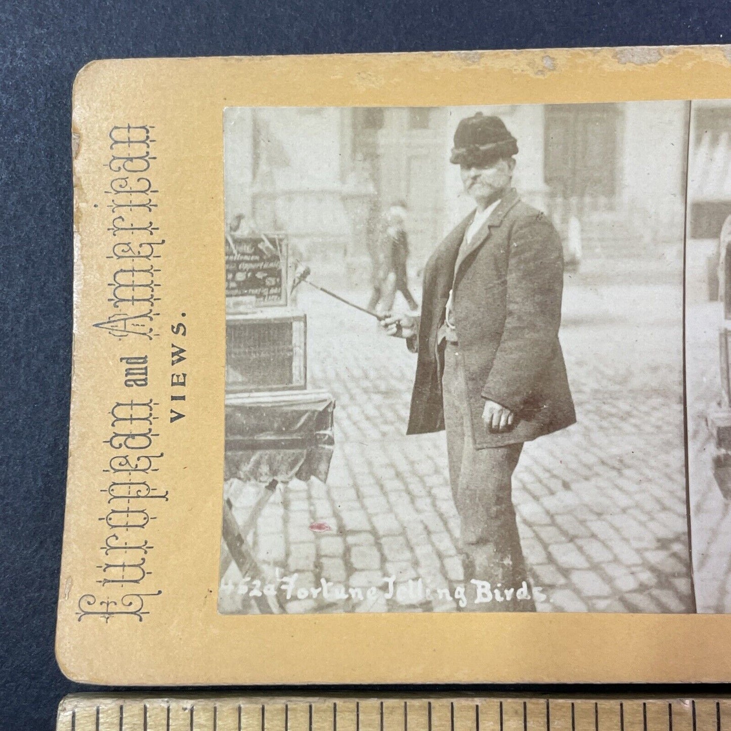 Psychic with Fortune Telling Birds Stereoview Parakeets Antique c1880 X2760