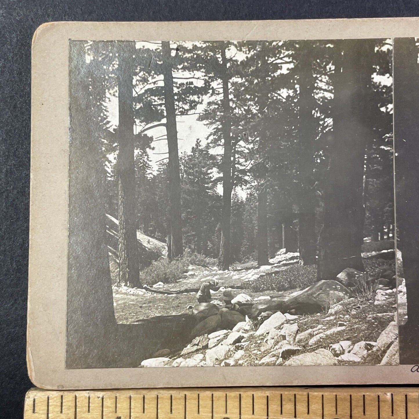 Grayback Mountain Trail Road Stereoview Williams Oregon Antique c1885 X2757
