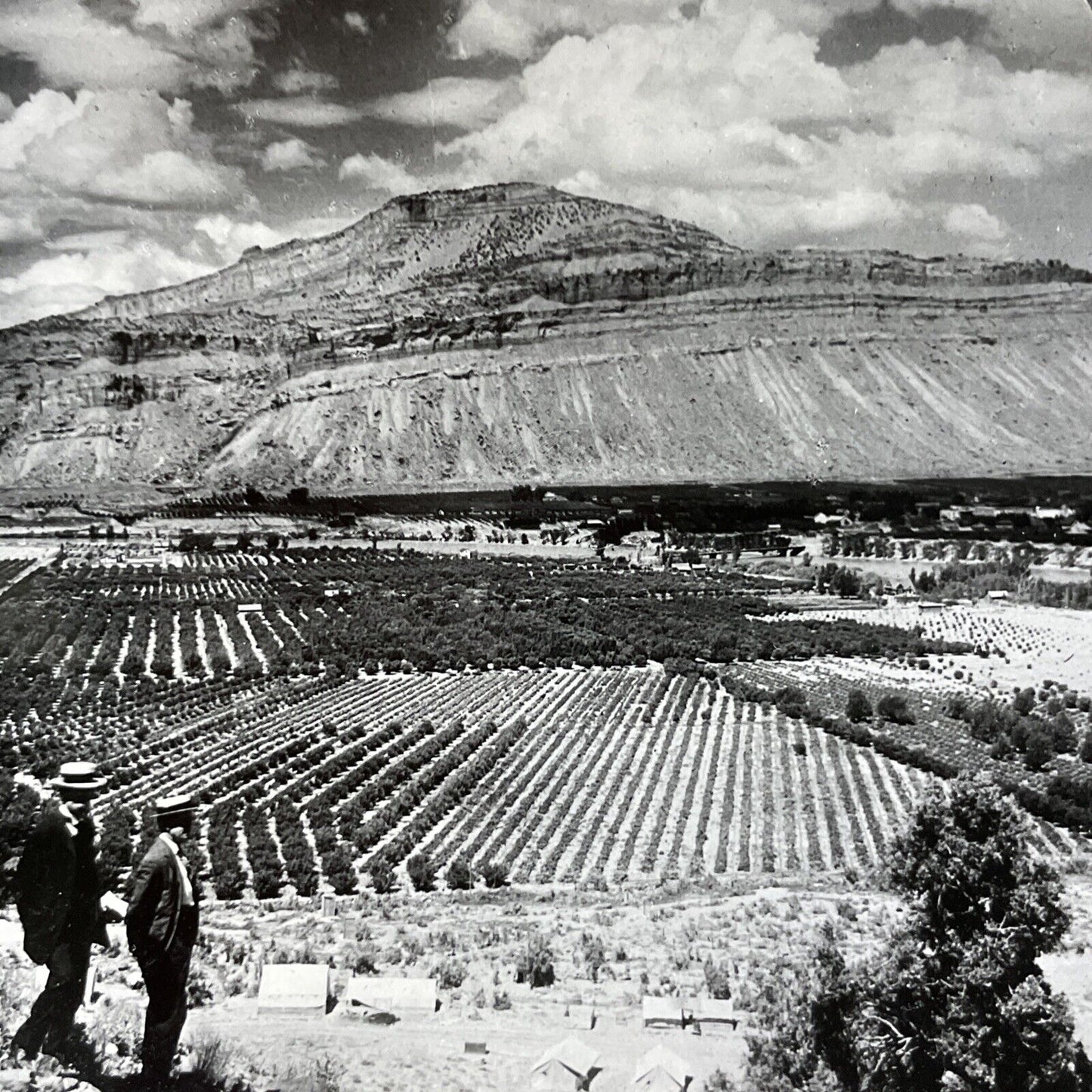 Antique 1920s Peach Orchards In Palisade Colorado Stereoview Photo Card V2164