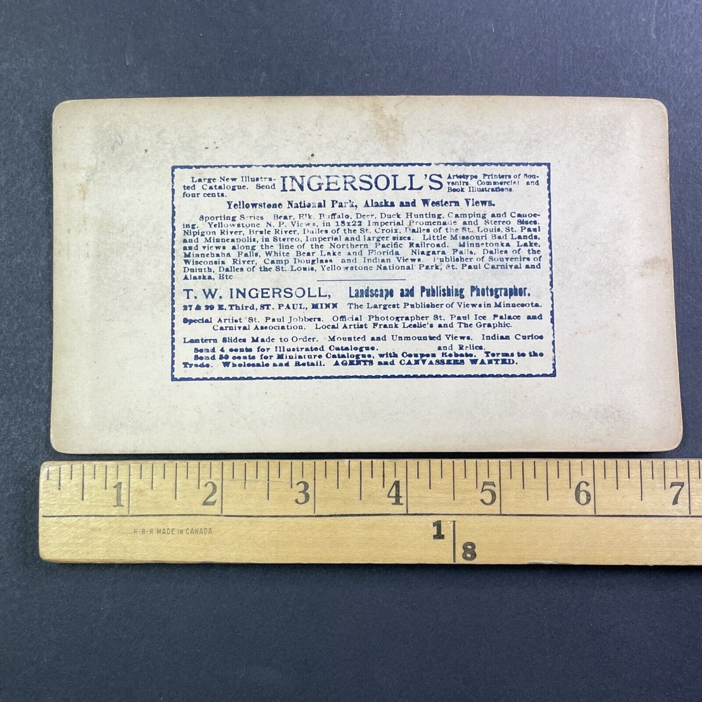 Deer in a Field Stereoview T.W. Ingersoll St. Paul Minnesota c1888 Y429