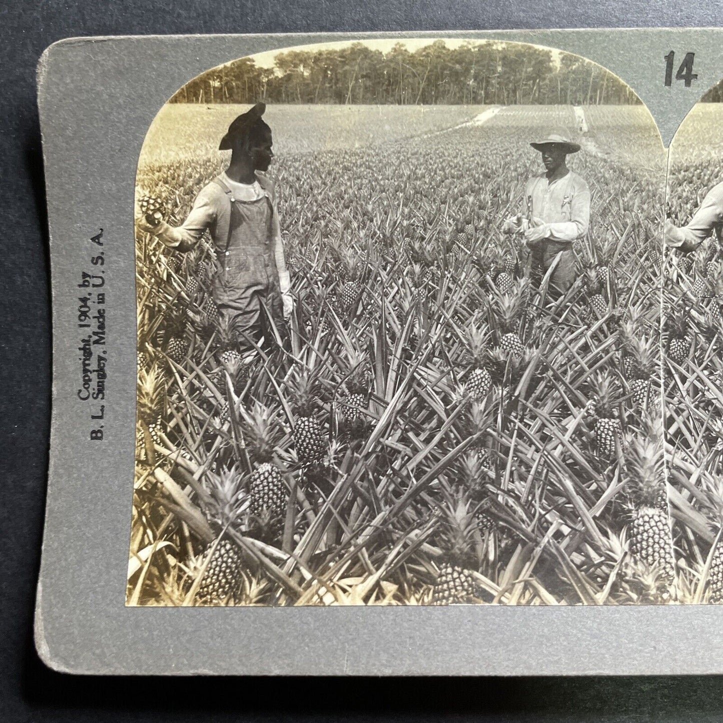 Antique 1904 African Americans Pineapple Farm Hawaii Stereoview Photo Card P1466