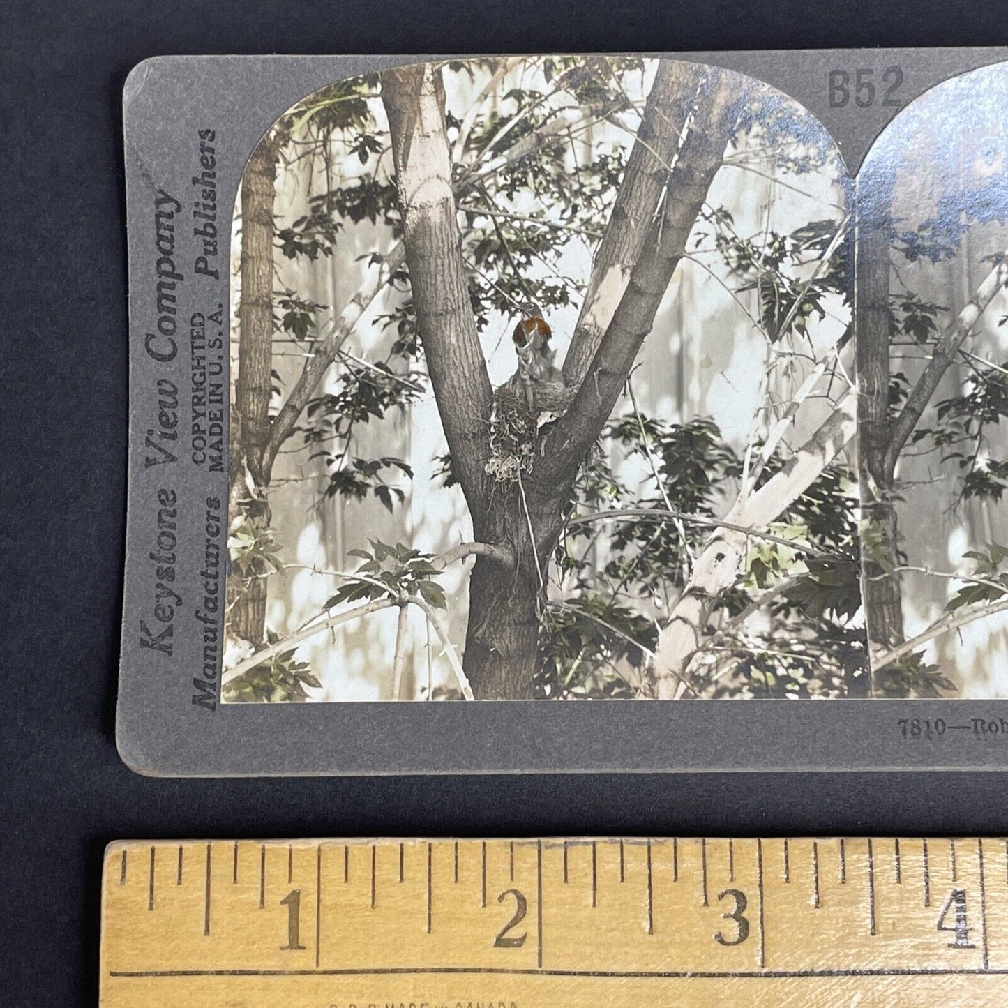 Antique 1908 Robin Feeding It's Young In Elder Tree Stereoview Photo Card PC796