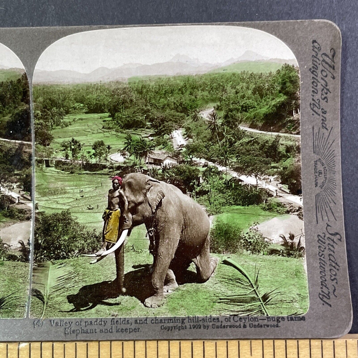 Man Standing On Elephant Tusk Stereoview Sri Lanka Antique c1902 X2707