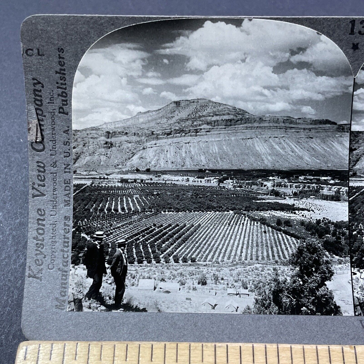 Antique 1920s Peach Orchards In Palisade Colorado Stereoview Photo Card V2164