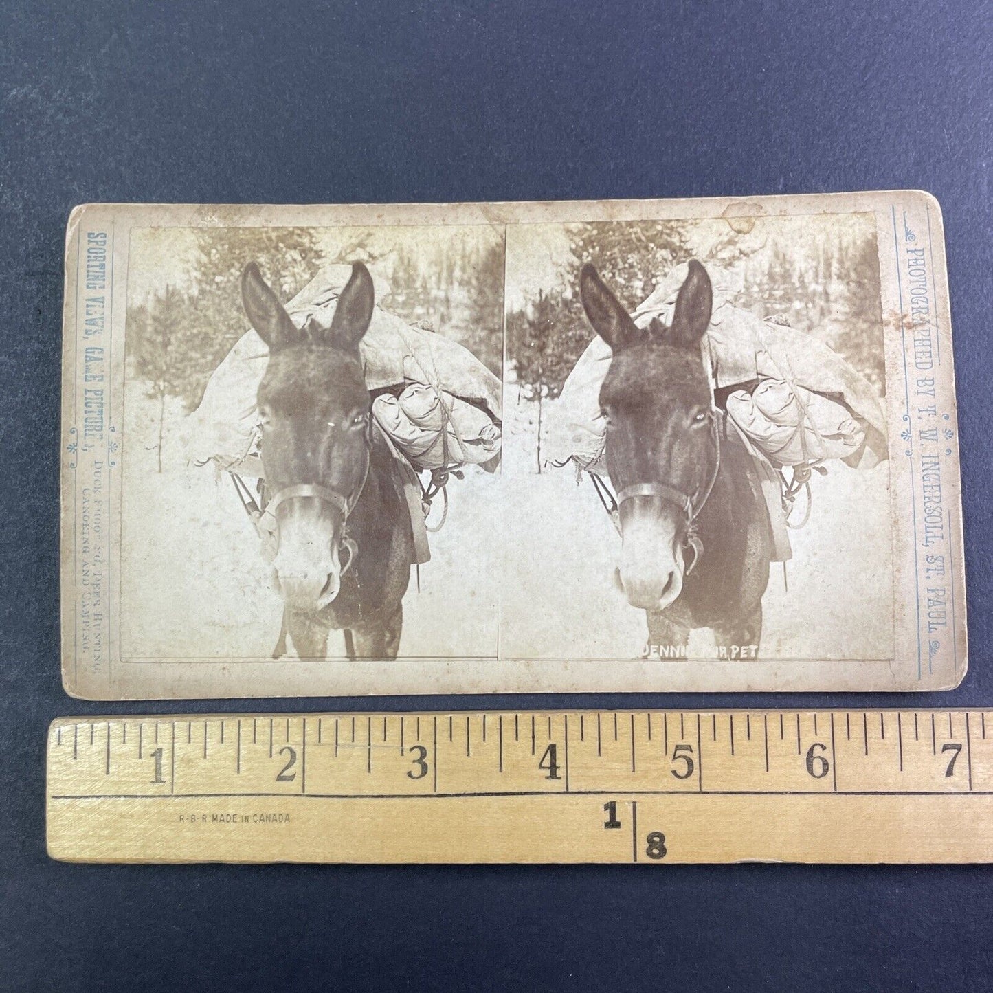 Pack Mule Hauling Supplies Montana Stereoview T.W. Ingersoll Antique c1888 Y1336
