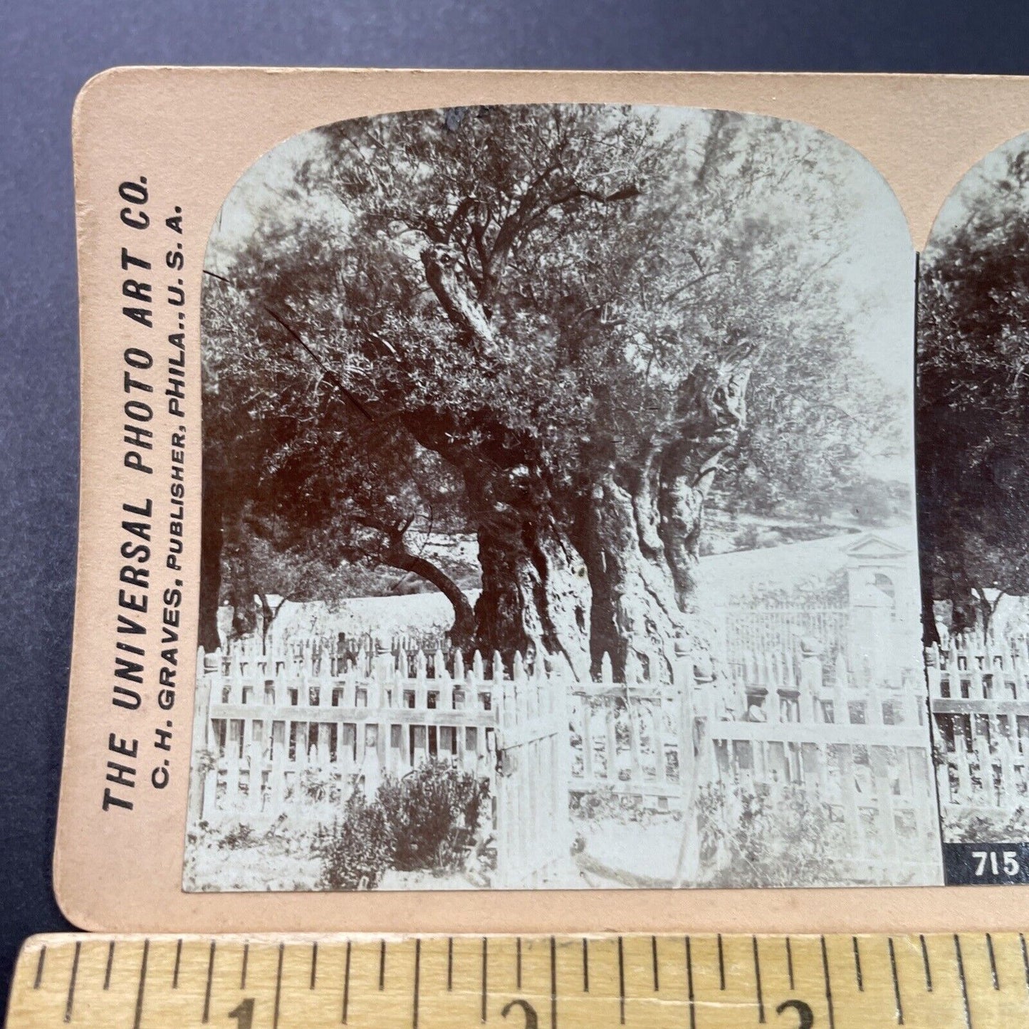Antique 1890s Ancient Olive Tree Jerusalem Israel Stereoview Photo Card P3894
