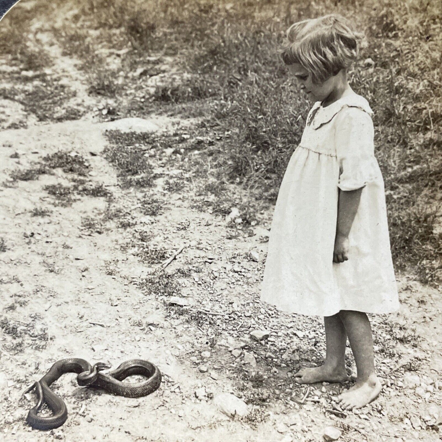 Antique 1909 Rat Snake Prepares To Bite Girl Stereoview Photo Card V3316