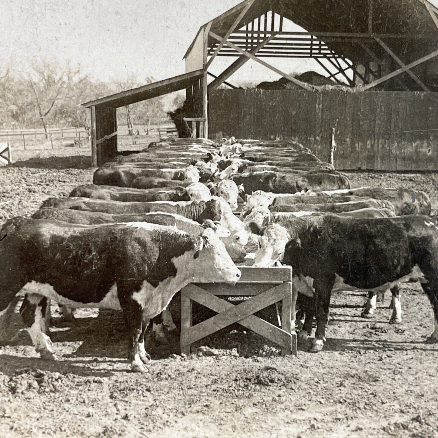 Antique 1920s Cattle At Feed Trough Manhattan Kansas Stereoview Photo Card P3677