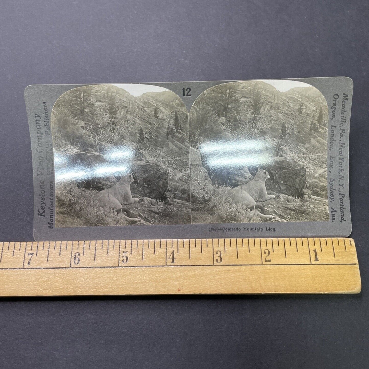 Antique 1913 Mountain Lion Hunting In Colorado Stereoview Photo Card P2318