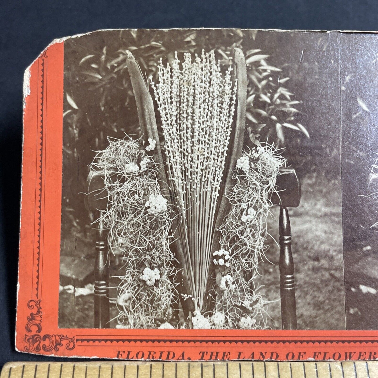 Antique 1860s Florida Date Tree Blossoms Stereoview Photo Card P4802