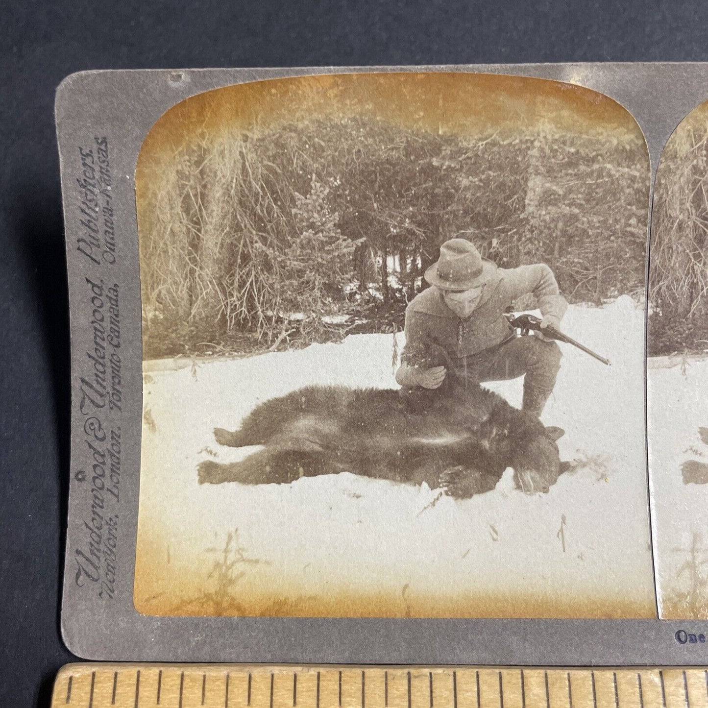 Antique 1904 Hunter Shoots A Black Bear In Wyoming Stereoview Photo Card P4820