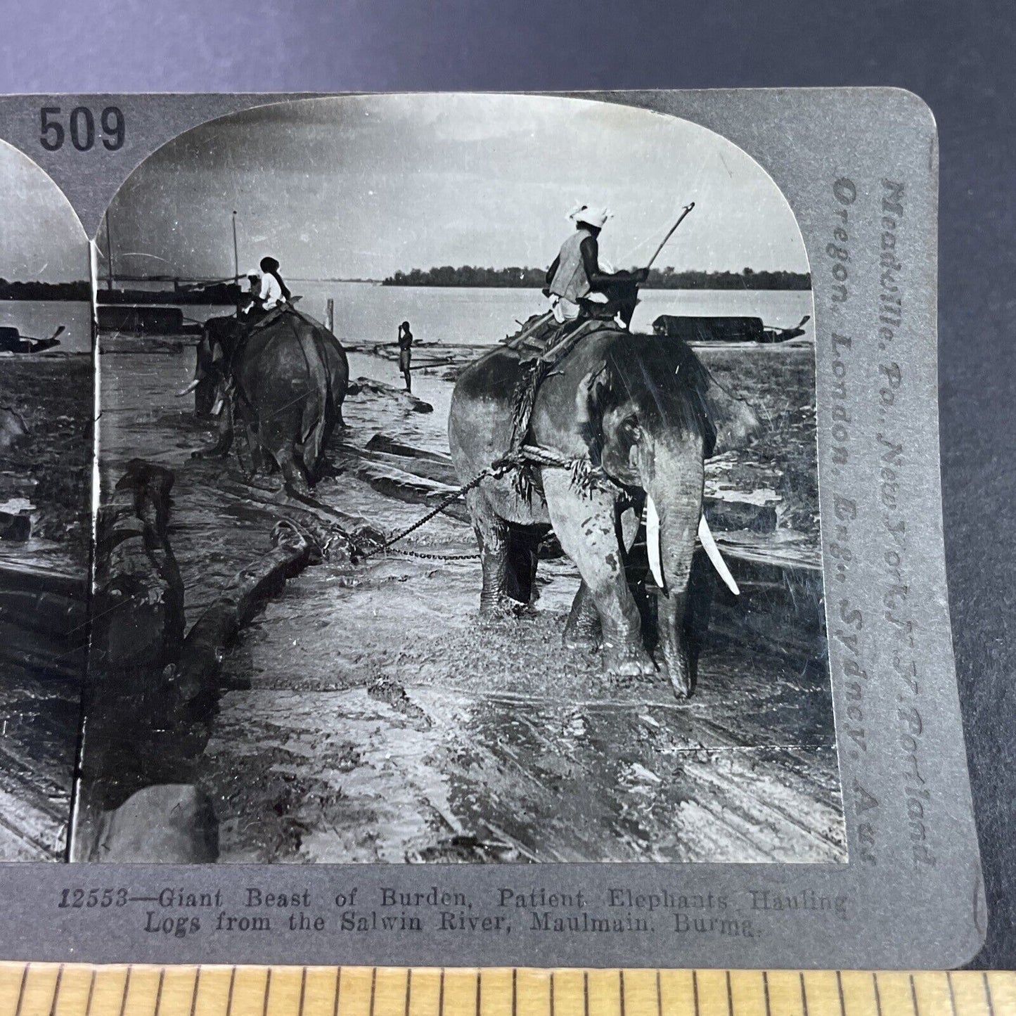 Antique 1910s Elephants Used For Logging In Burma Stereoview Photo Card P3700