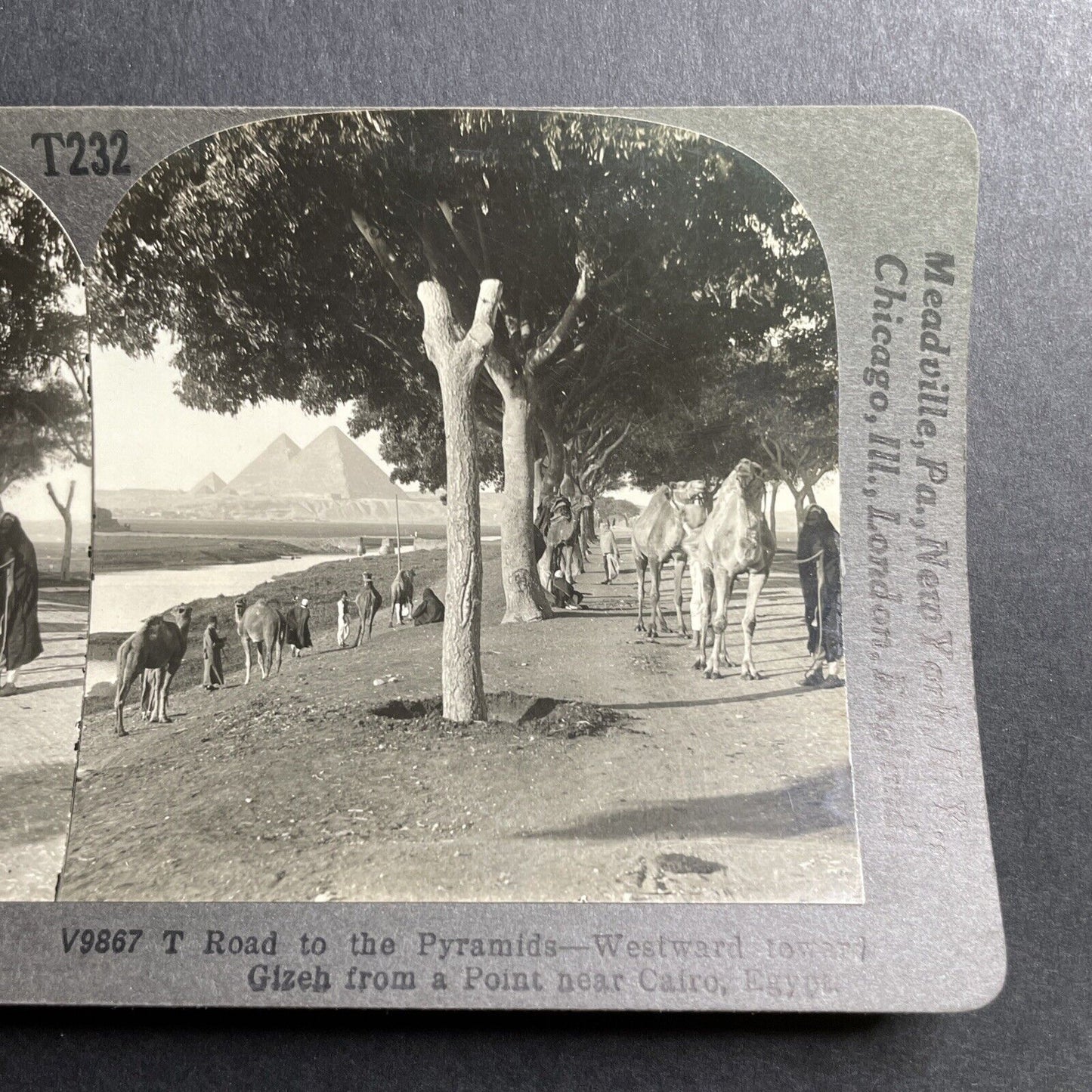 Antique 1901 The Road To The Pyramids In Egypt Camels Resting Photo Card P393