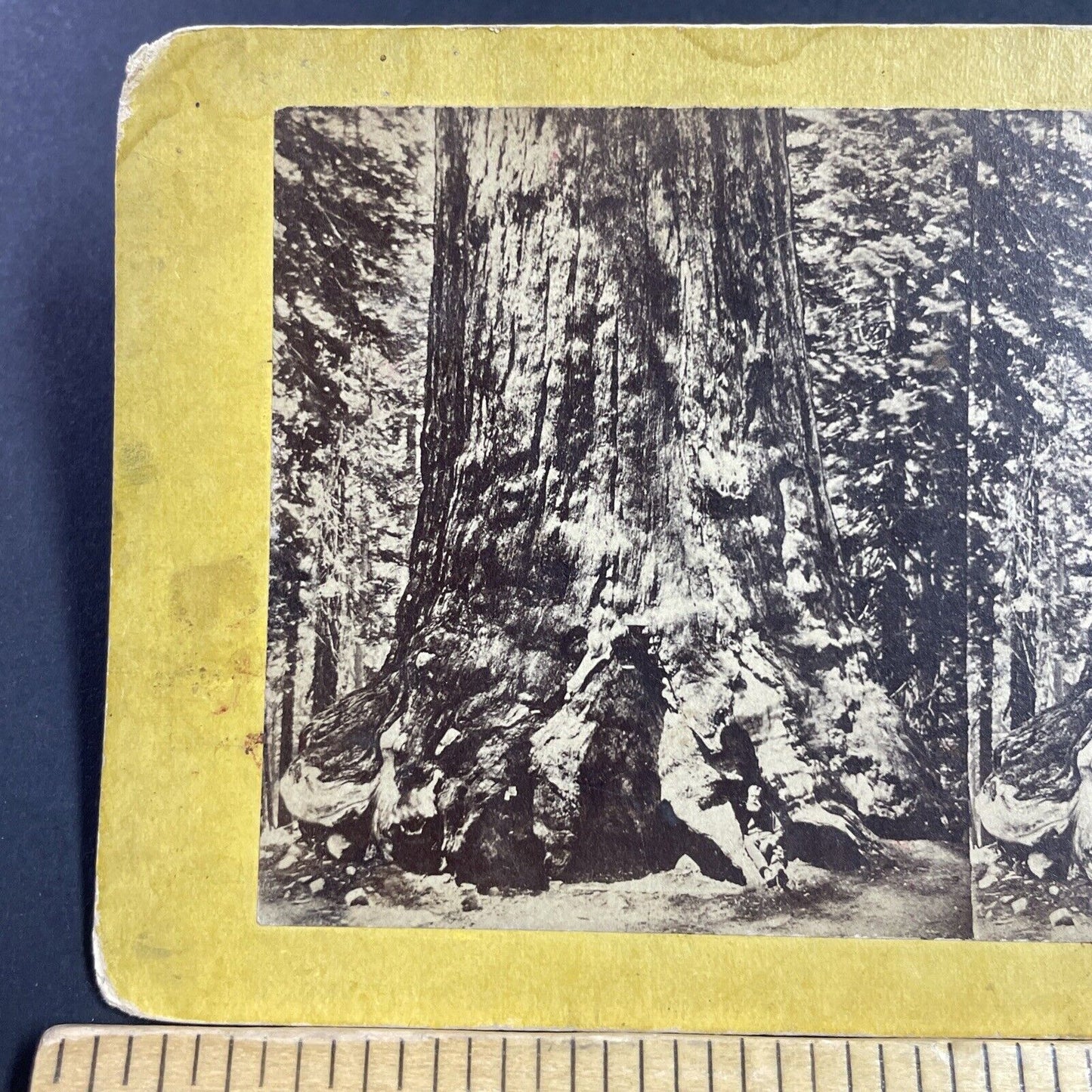 Antique 1860s Logger With Giant Redwood Tree CA Stereoview Photo Card P3612