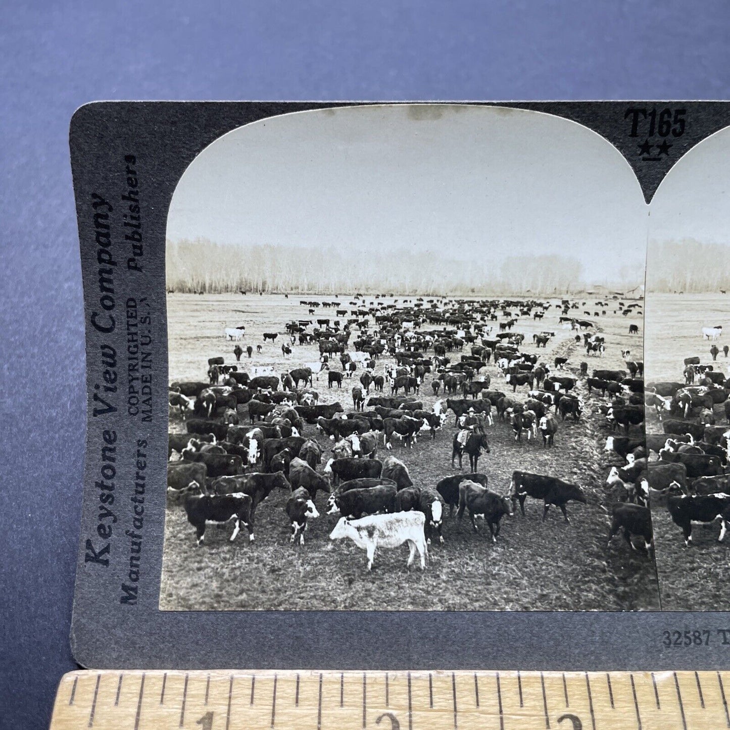 Antique 1910s Cattle Cow Ranch Boise Idaho Stereoview Photo Card P2473