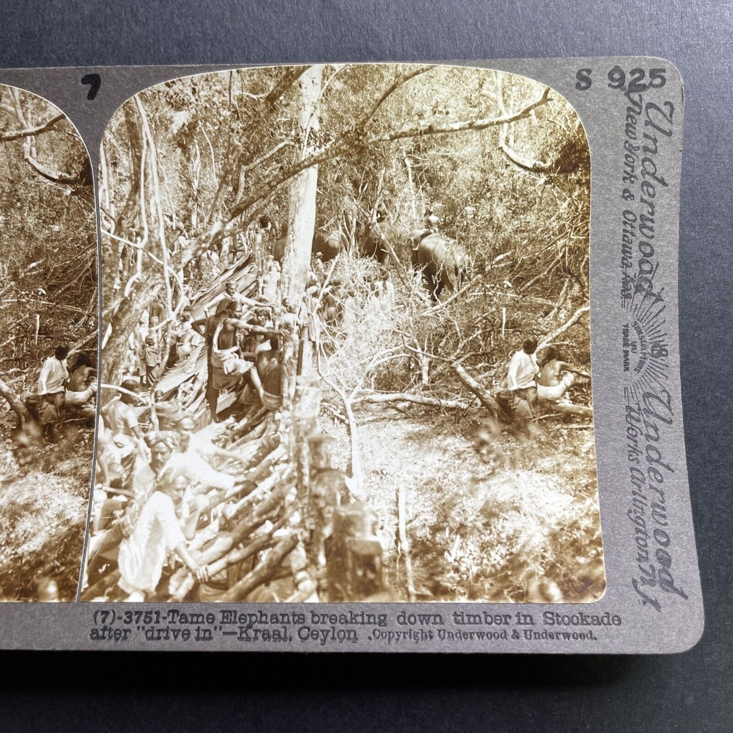 Antique 1905 Elephants Used For Logging Sri Lanka Stereoview Photo Card P1703