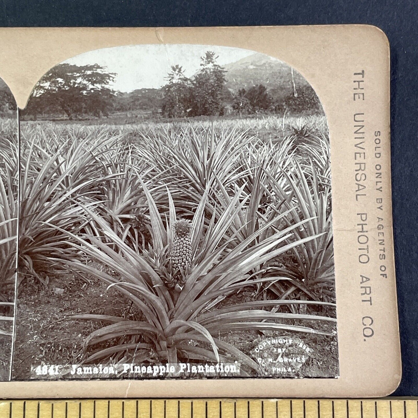 Pineapple Plantation In Jamaica Stereoview CH Graves Antique c1898 X3175