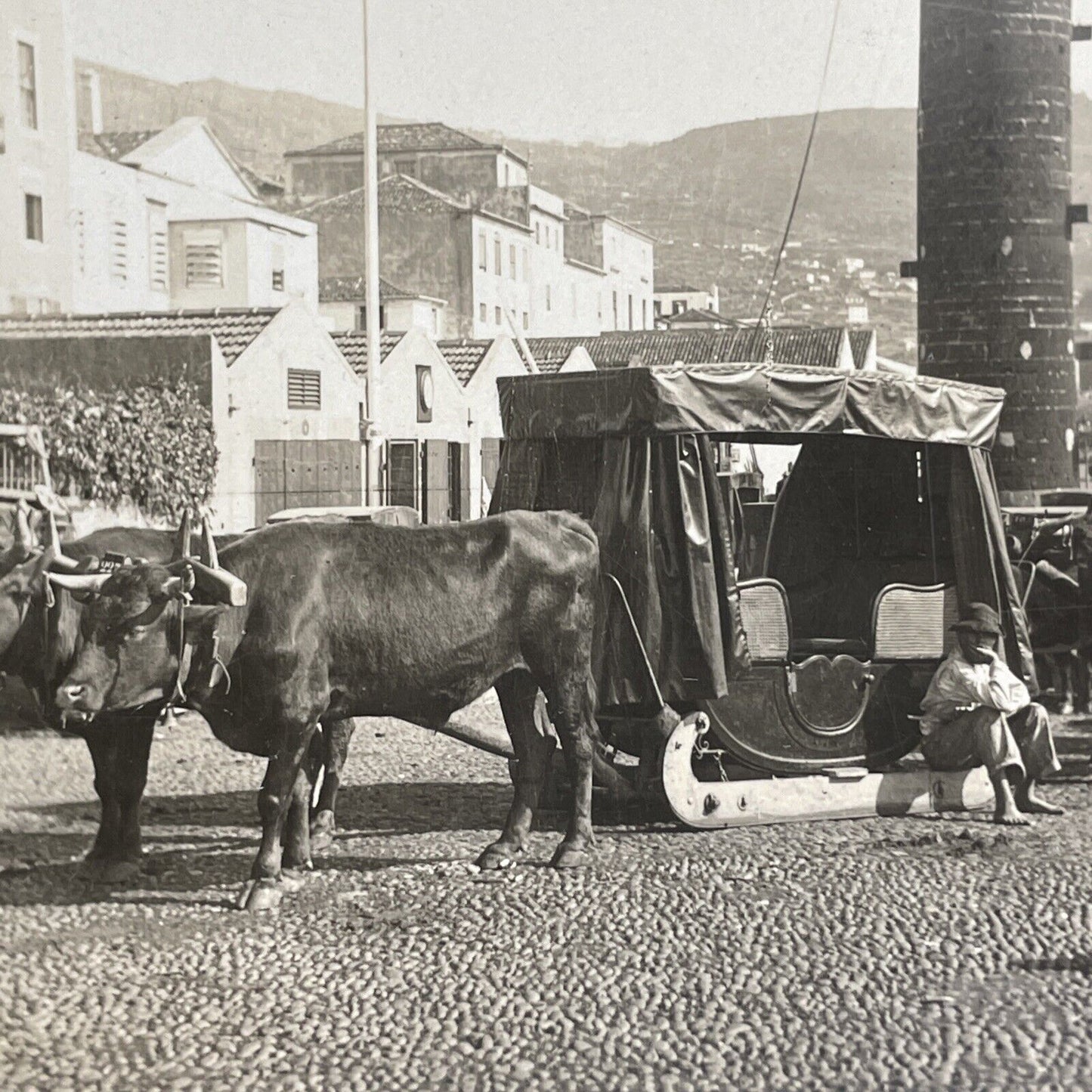 Antique 1905 Oxen Taxi Funchal Madeira Portugal Stereoview Photo Card P912
