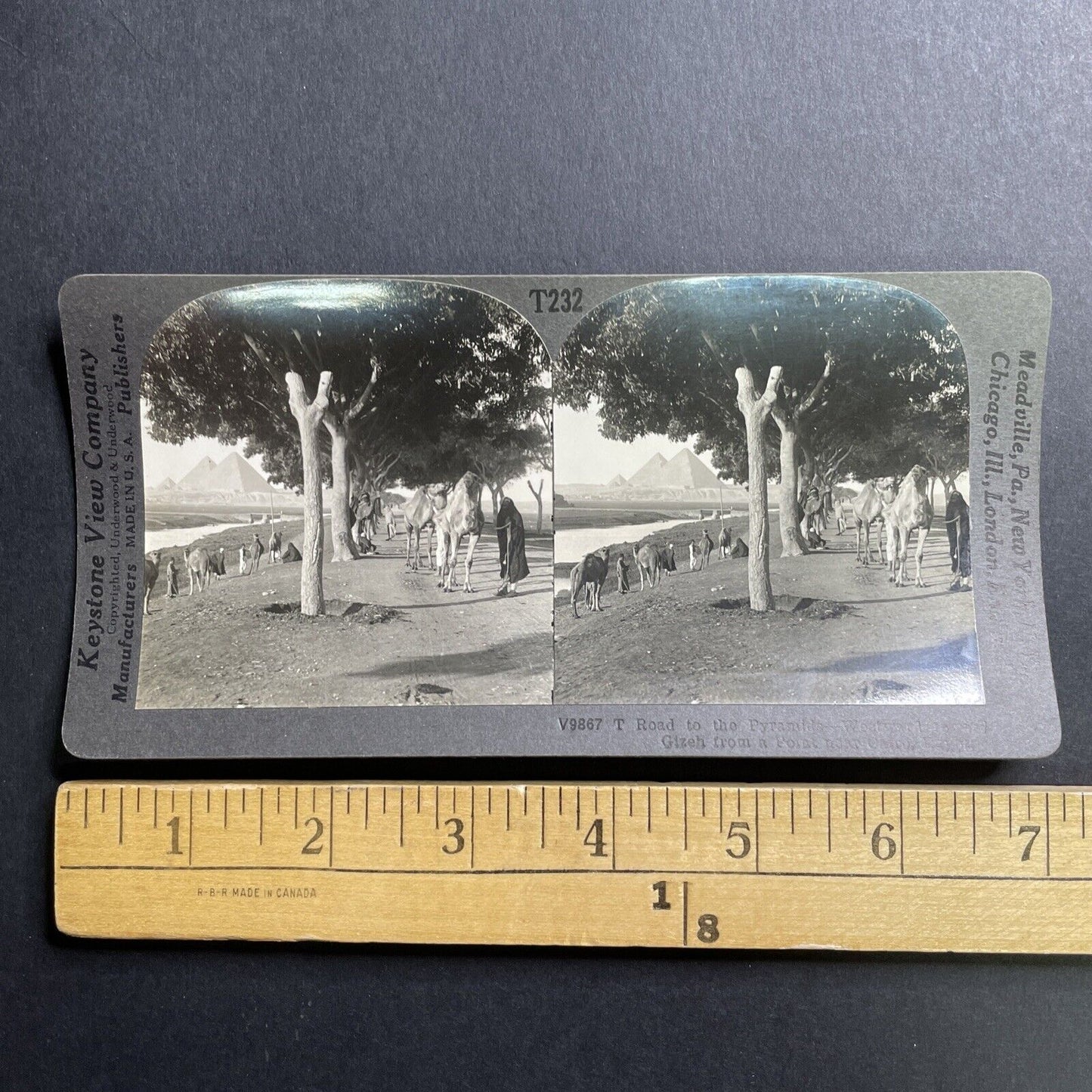 Antique 1901 The Road To The Pyramids In Egypt Camels Resting Photo Card P393