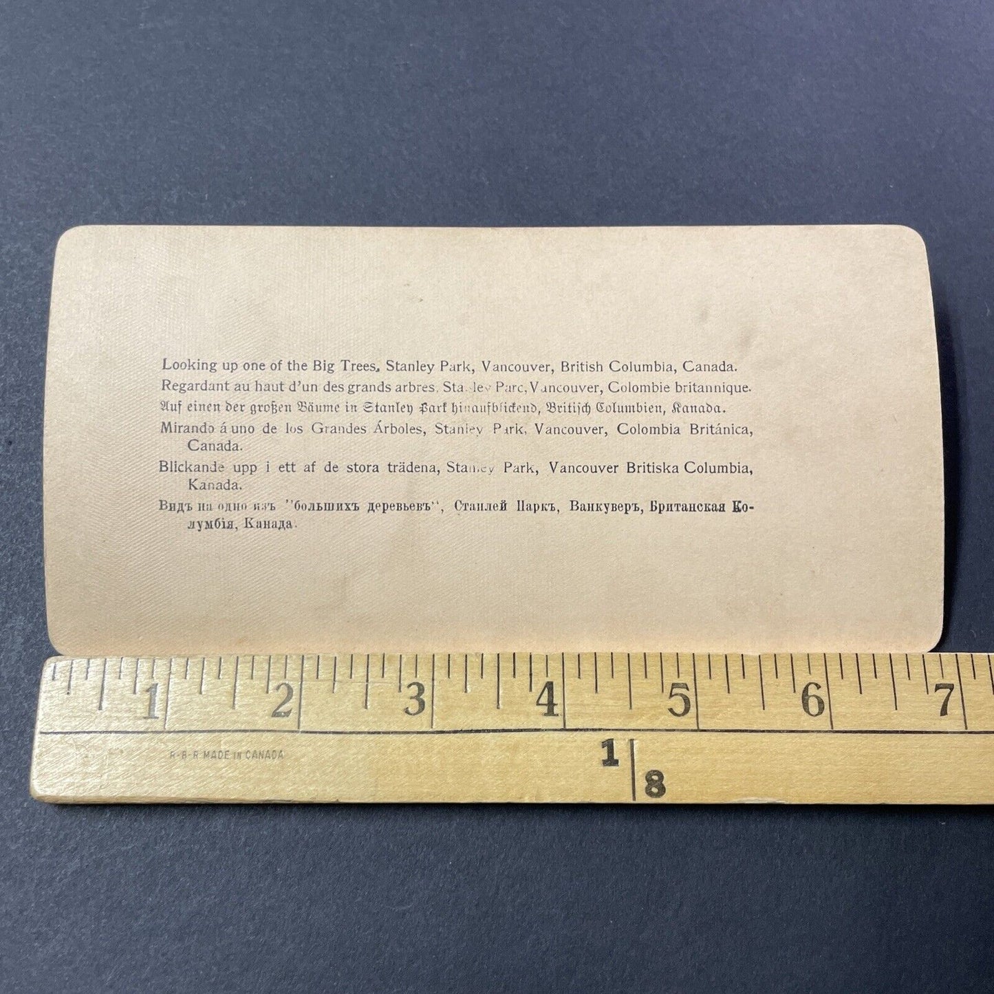 Antique 1900 Giant Pine Tree Stanley Park BC Canada Stereoview Photo Card V3208