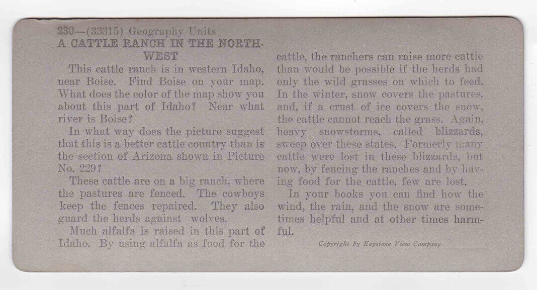 Antique 1910s Cowboys Herding Cattle On The Plains Boise, Idaho Stereo Card P134