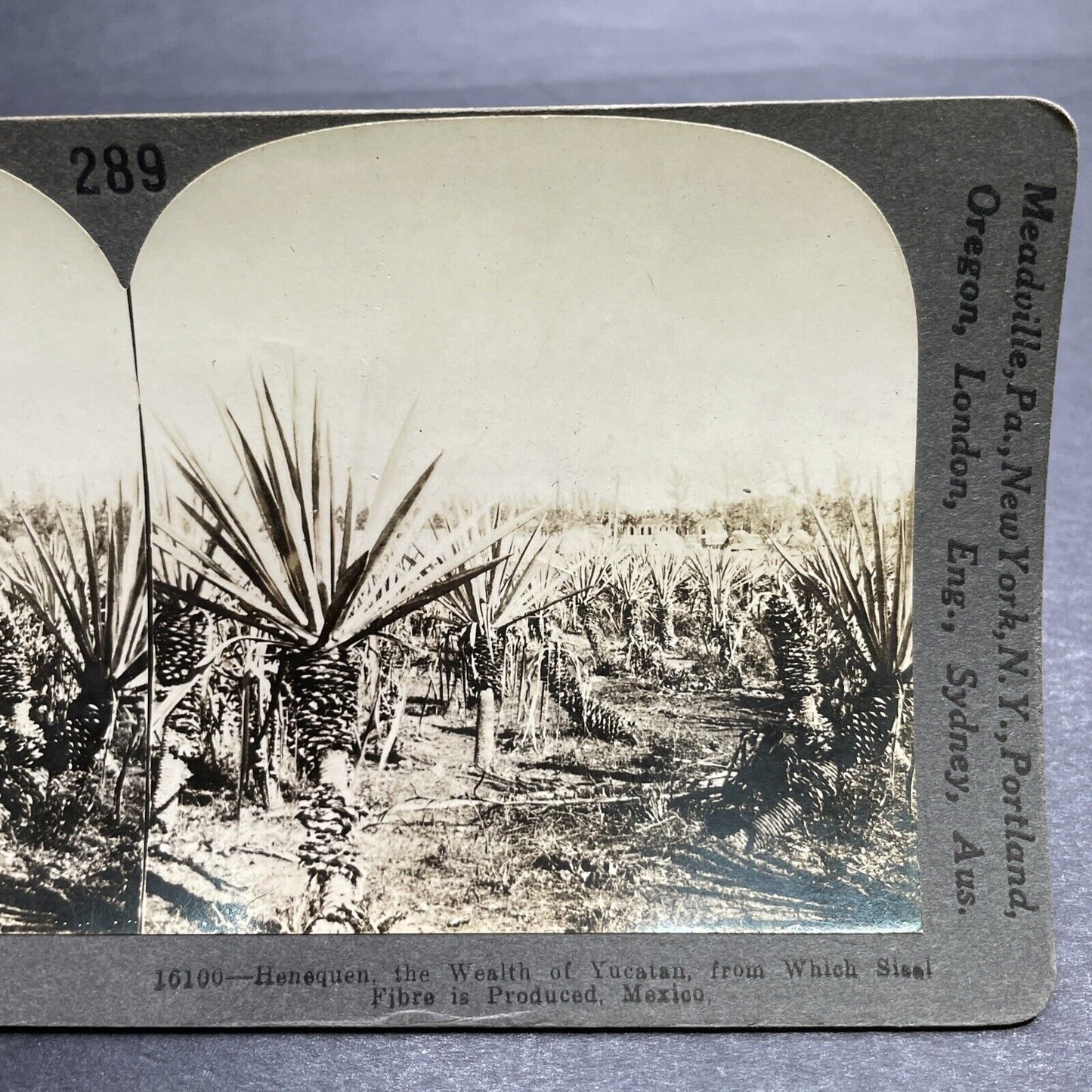 Antique 1903 Agave Farm In Yucatan Mexico Stereoview Photo Card P1211