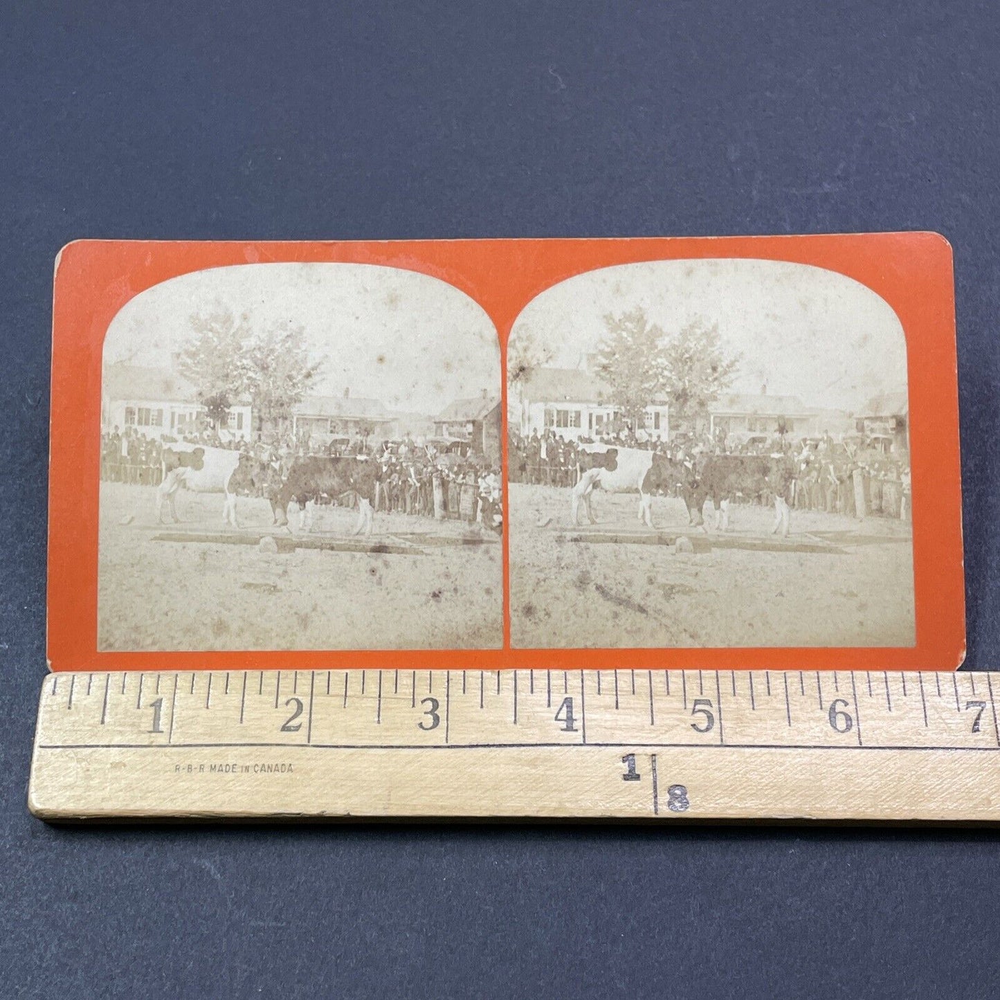 Antique 1878 'Cow Balancing' Marlow Town Fair NH Stereoview Photo Card V2100