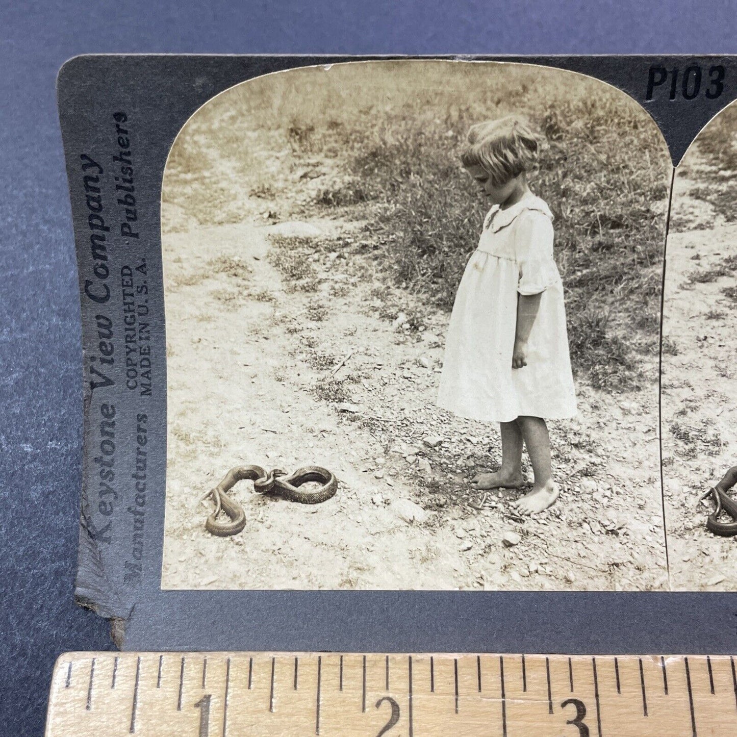 Antique 1909 Rat Snake Prepares To Bite Girl Stereoview Photo Card V3316