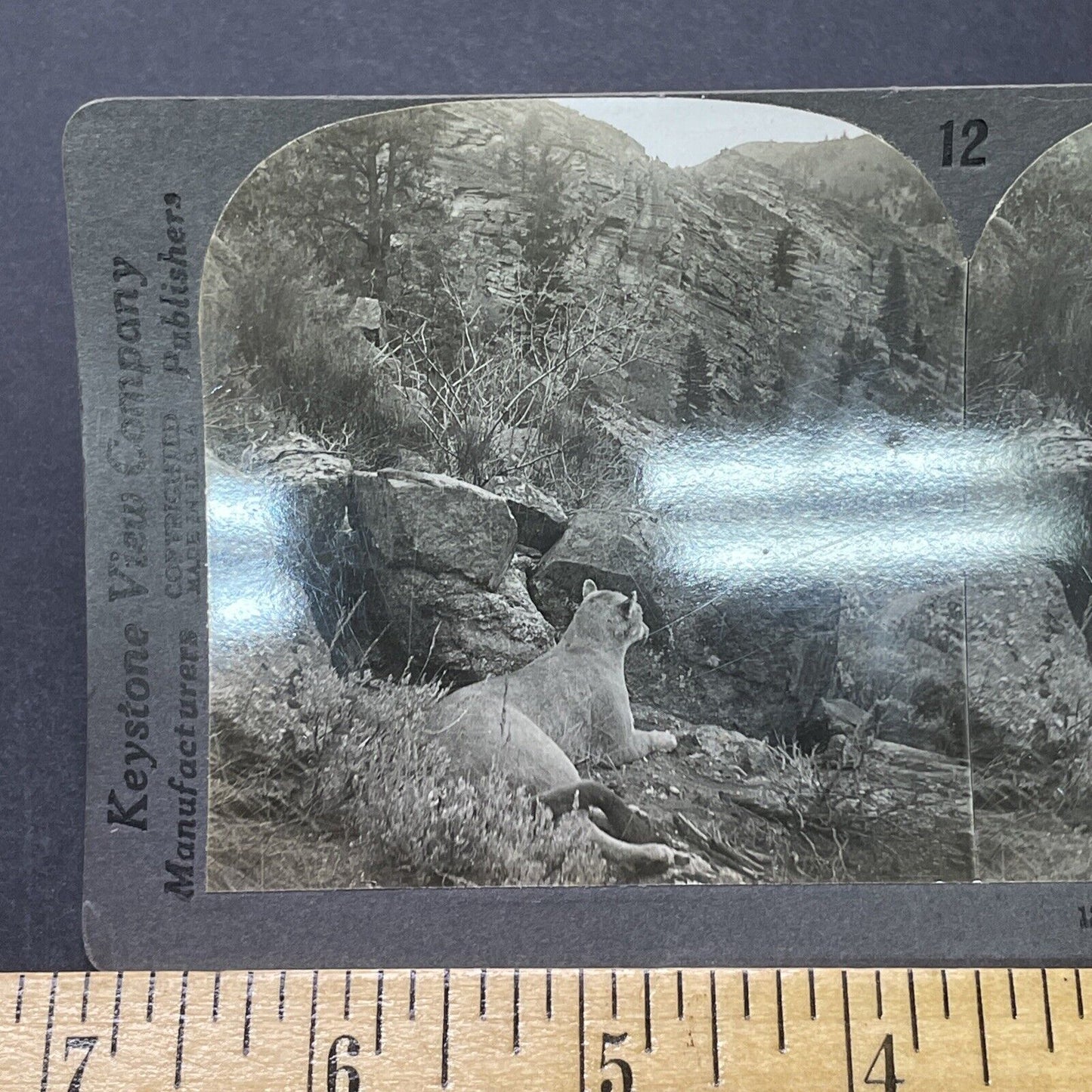 Antique 1913 Mountain Lion Hunting In Colorado Stereoview Photo Card P2318