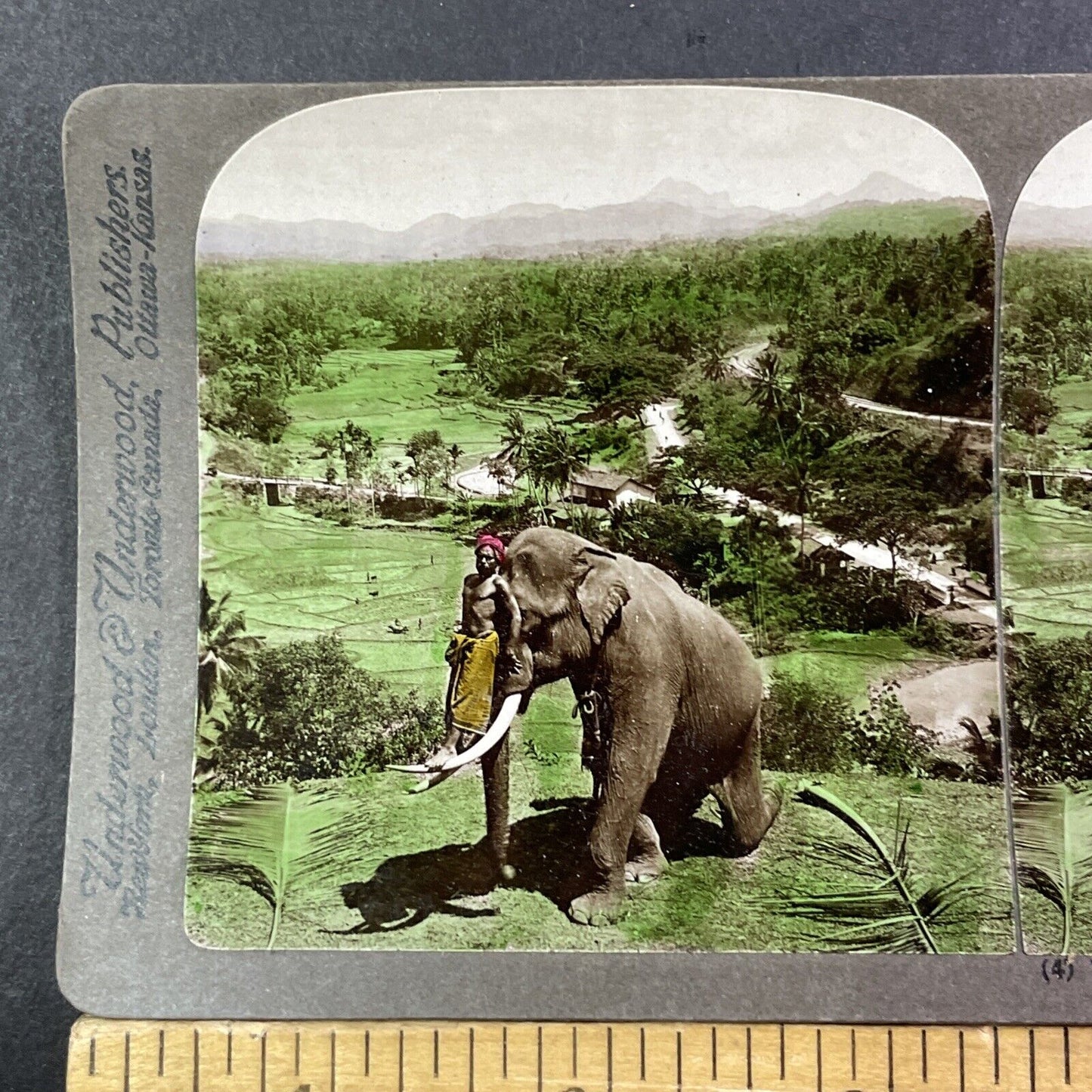 Man Standing On Elephant Tusk Stereoview Sri Lanka Antique c1902 X2707