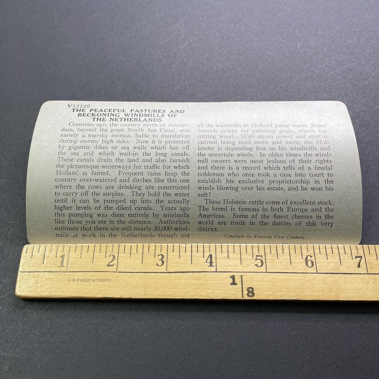 Antique 1920s Holstein Cows Near Friesland Holland Stereoview Photo Card V2910