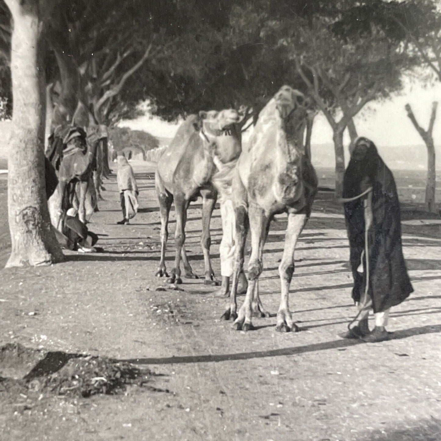 Antique 1901 The Road To The Pyramids In Egypt Camels Resting Photo Card P393