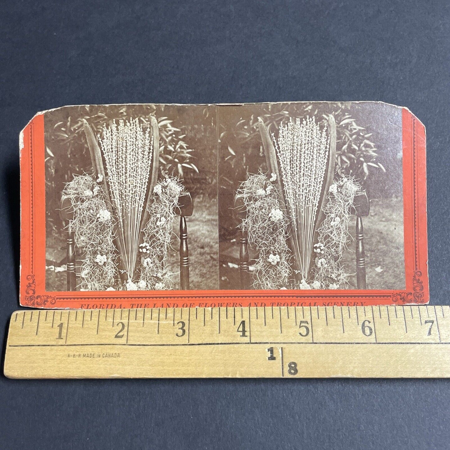 Antique 1860s Florida Date Tree Blossoms Stereoview Photo Card P4802