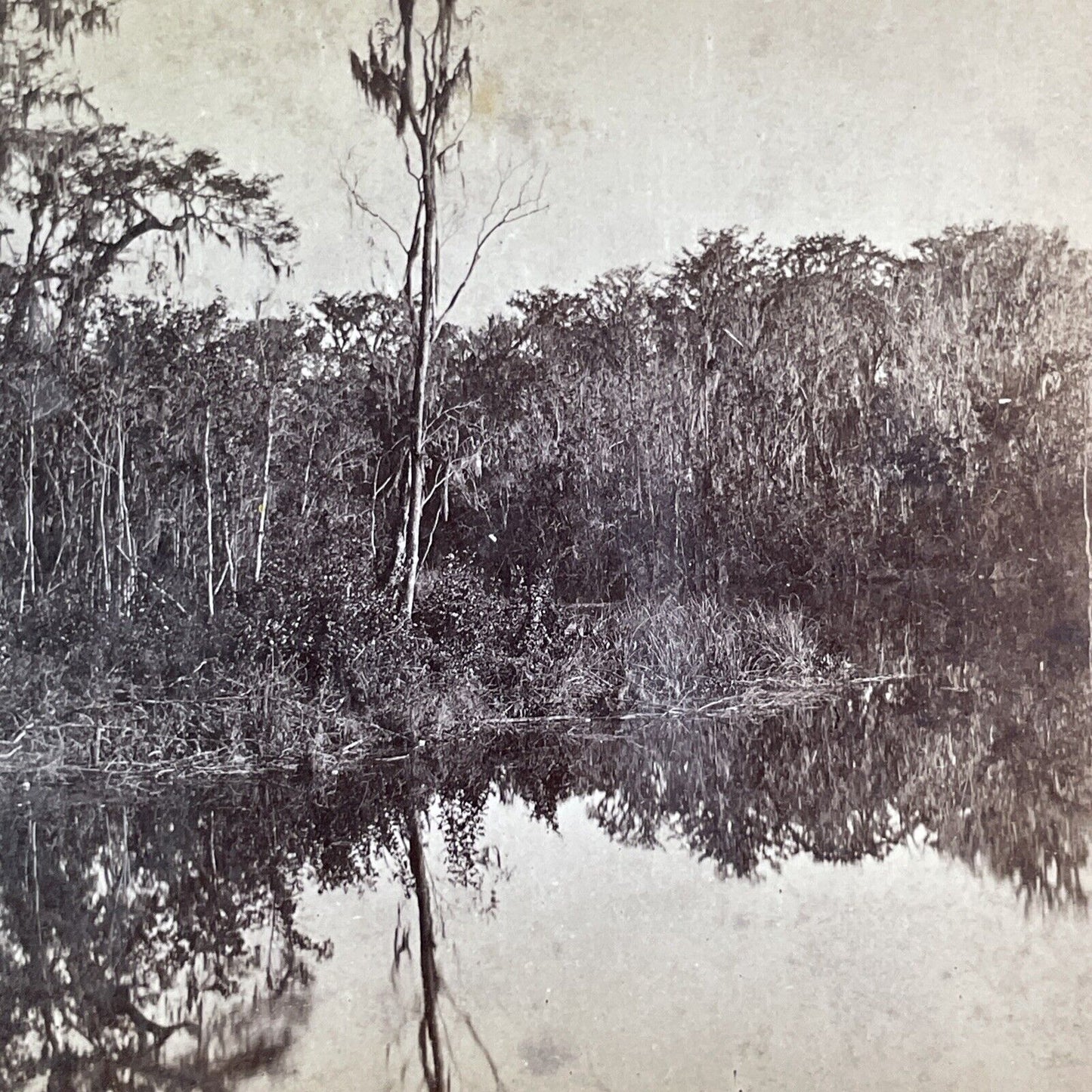 Silver Springs Florida Stereoview Wilson and Havens Antique c1870s Y440