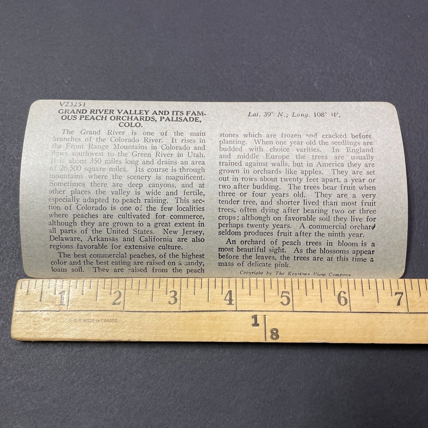 Antique 1920s Peach Orchards In Palisade Colorado Stereoview Photo Card V2164