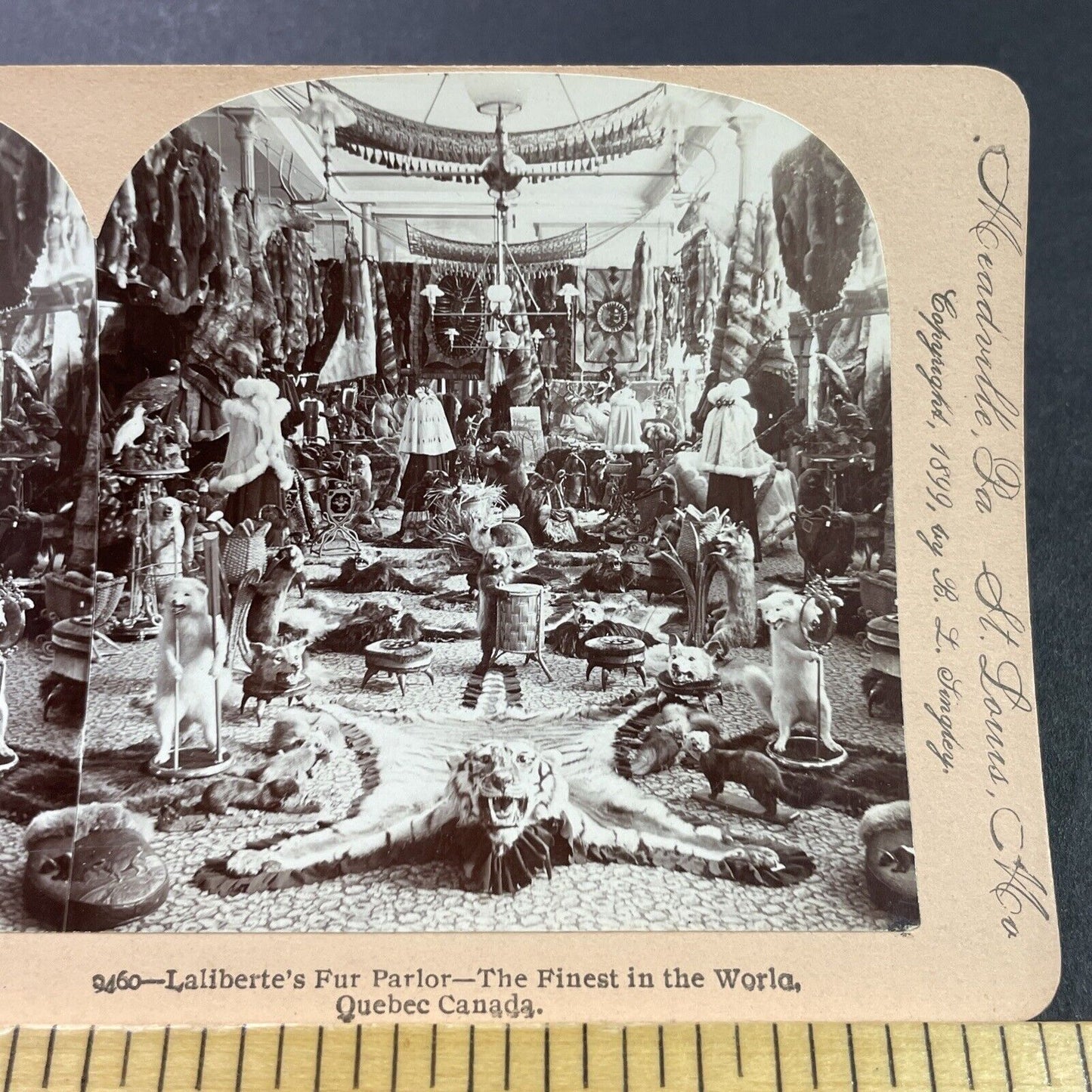 Antique 1899 Stuffed Exotic Animals Taxidermy Quebec Stereoview Photo Card P3952