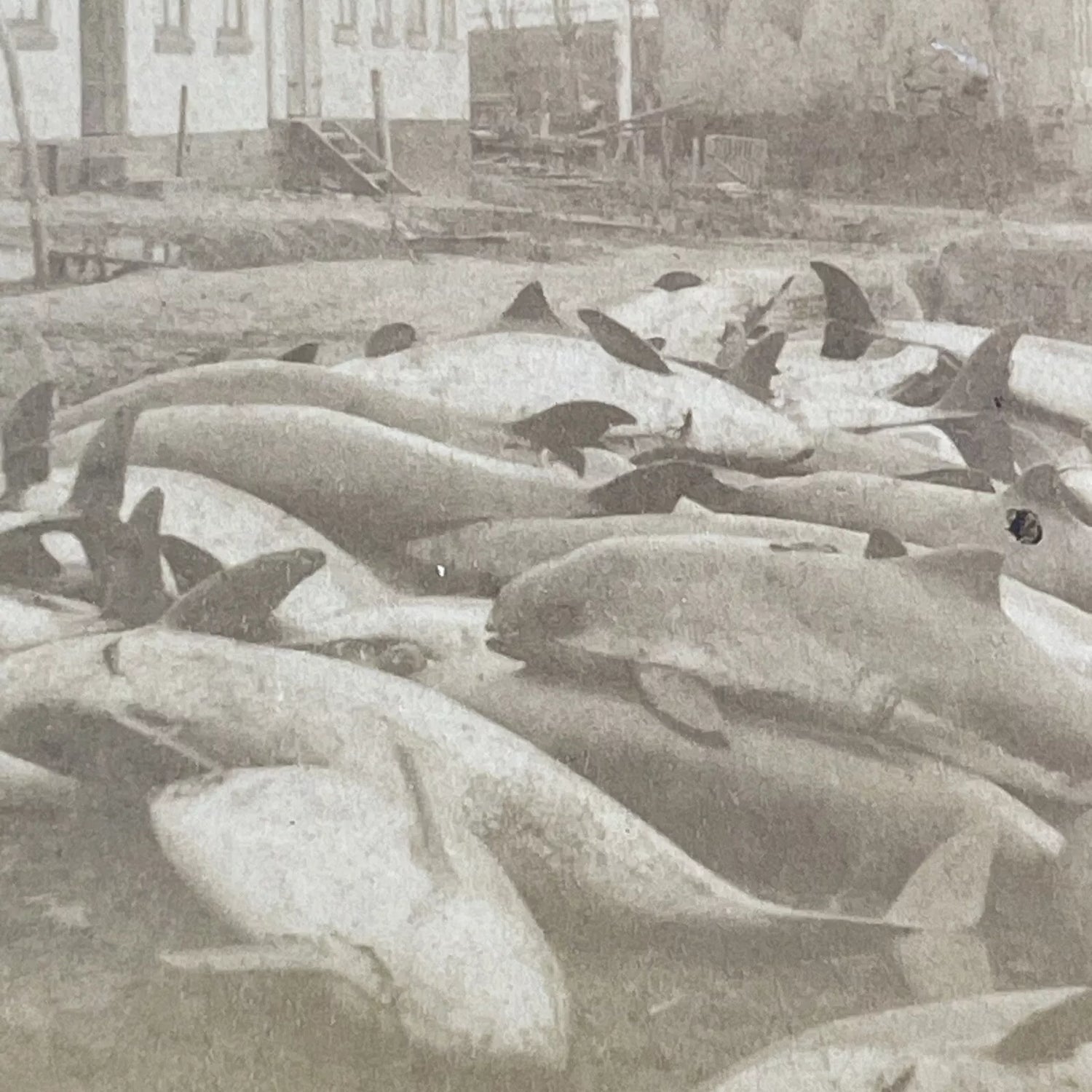 Fish Stereoviews