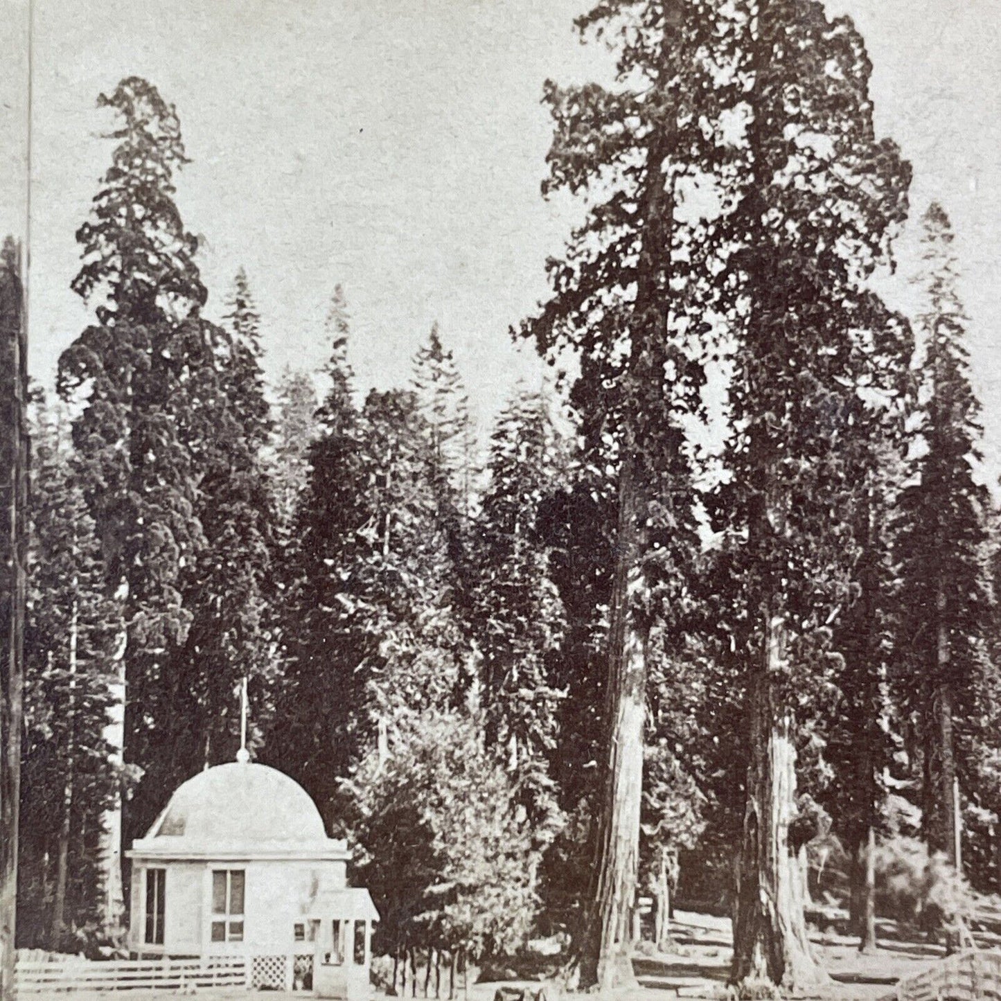 Big Trees Calaveras Arnold California Stereoview E&HT Anthony Antique 1870 X3818